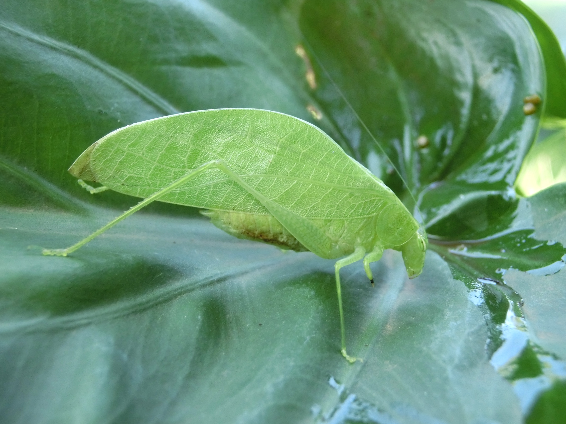 Eurycorypha binasuta Hemp, 2017: male (Nguru Mountains, March 2017). (Otu).