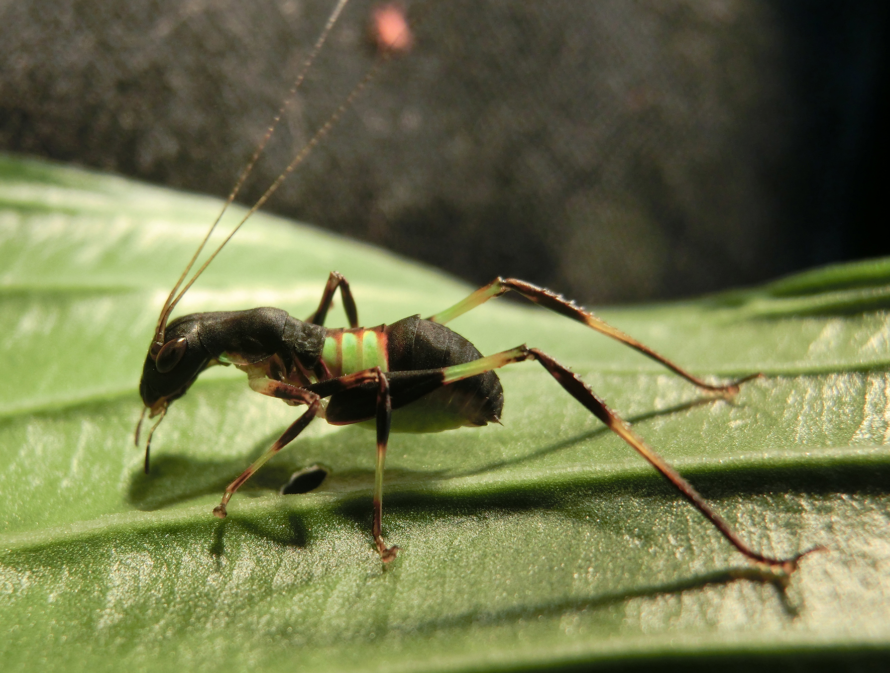 Eurycorypha flexata Hemp, 2017: nymph (East Usambara Mountains, Nilo Forest Reserve, 18 June 2016). (Otu).
