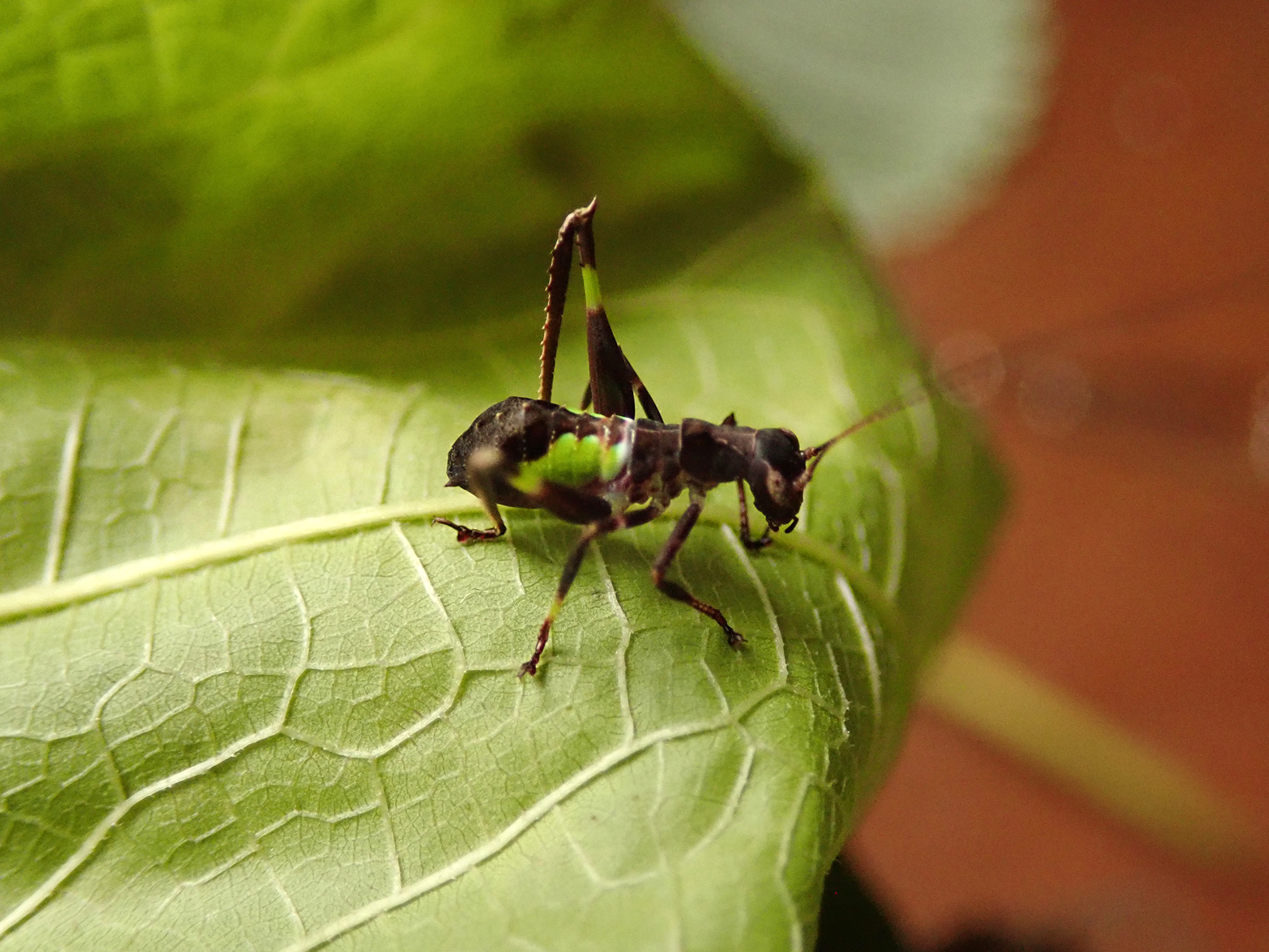 Eurycorypha pseudovaria Hemp, 2017: nymph (East Usambara Mountains, Lutindi Forest Reserve, October 2017). (Otu).