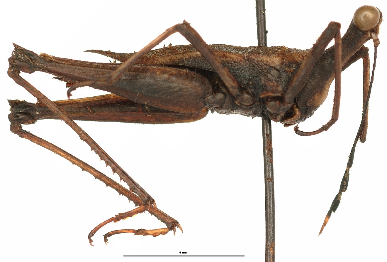 CollectionObject 1581818; 358478bd-b406-4638-9324-2a3ab7645a91: female, lateral view (holotype). (CollectionObject).