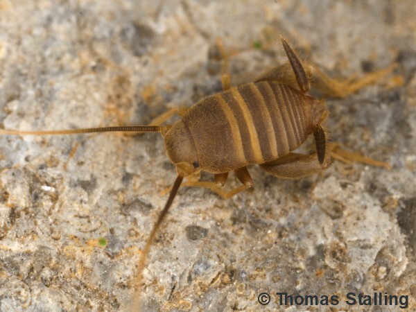 Myrmecophilus (Myrmecophilus) gallicus Stalling, 2017: male, dorsal view (paratype) (14.05.2016, Vaucluse, Lioux). (Otu).
