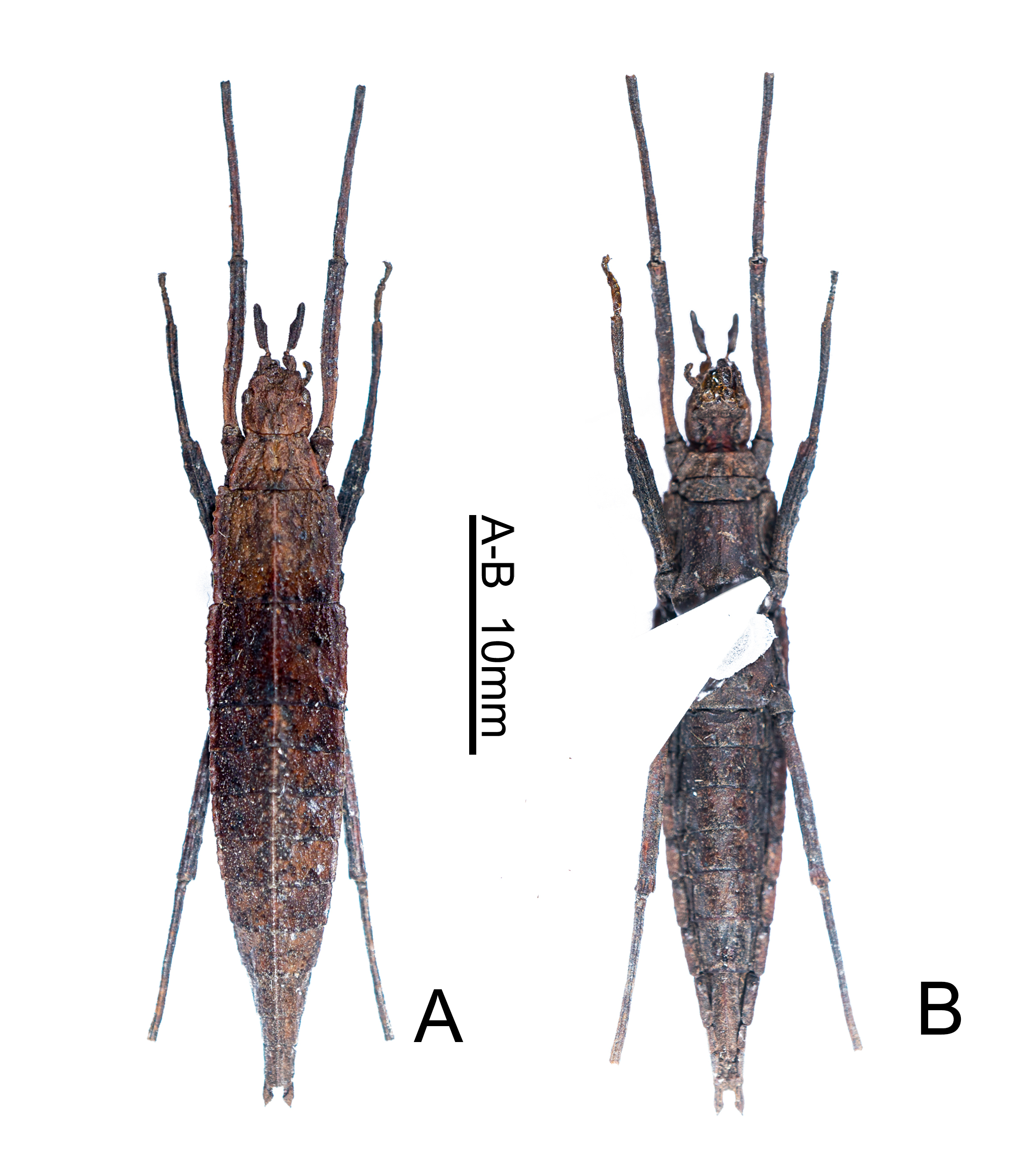Paragongylopus (Planoparagongylopus) Ho, 2017: copyright Hao-Ran Gao. female. (Otu).