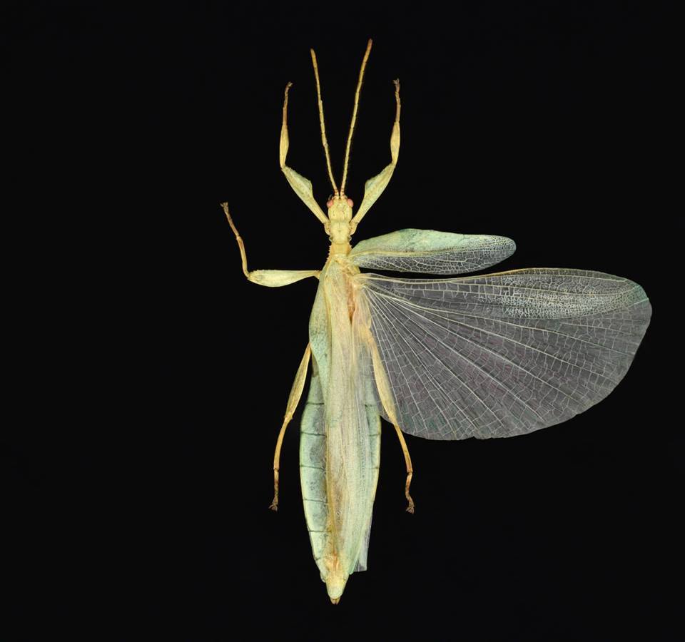 CollectionObject 1582208; Depo SF.DepoID 3768, RC 17-278, 993f78d6-a900-4ac1-a2d9-e94fc2cfbd8d: copyright Montreal Insectarium. male (holotype). (CollectionObject).