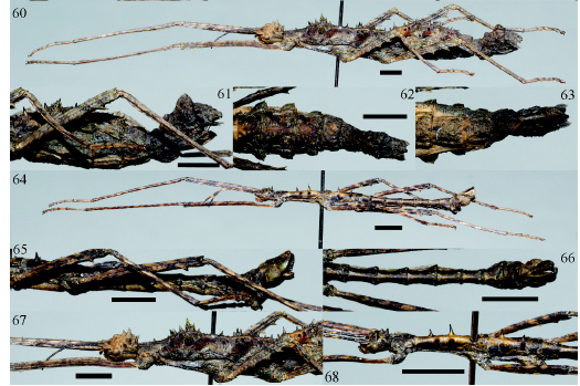 CollectionObject 1582654; 5e1c4fe5-fb84-4593-9430-aece174f8445: from original publication. female and male (paratypes). (CollectionObject).;CollectionObject 1582655; 089f6e33-4eb0-46a9-80a4-c7efc4933dae: from original publication. female and male (paratypes). (CollectionObject).