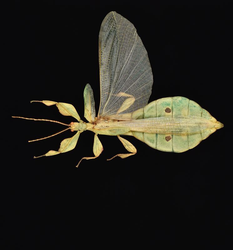 CollectionObject 1582828; Depo SF.DepoID 3768, Coll. RC 16-258, ce8f56f7-172e-4783-b561-e13e2cd1c18e: copyright Montreal Insectarium. male, dorsal view (holotype). (CollectionObject).