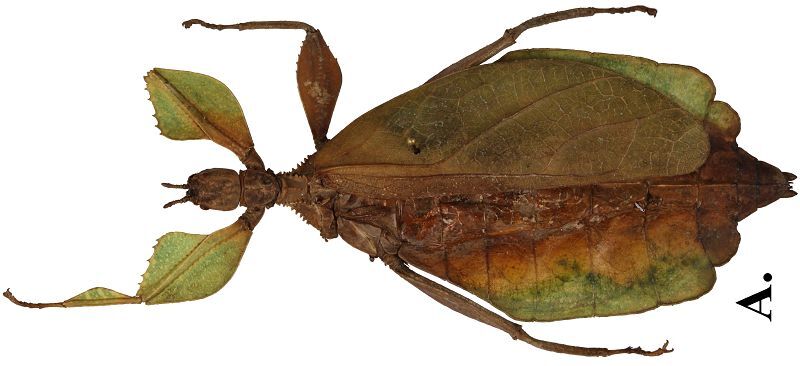 CollectionObject 1582873; Depo SF.DepoID 3783, Coll. RC 17-203, 5c6fd200-b116-4fe0-9b10-cad6fac3a04f: copyright MPMP, Manila. female, dorsal view (holotype). (CollectionObject).