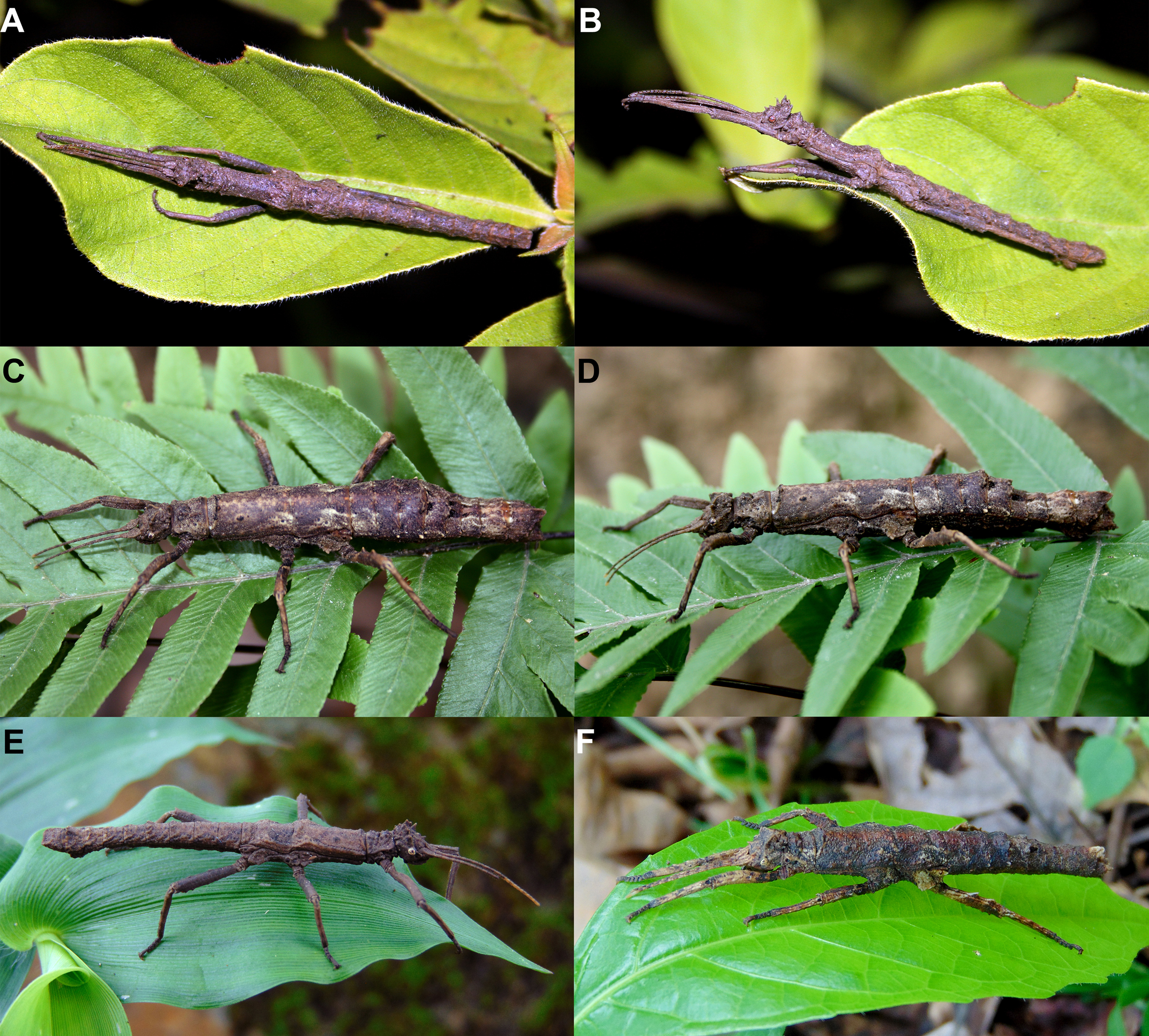 Orestes bachmaensis Bresseel & Constant, 2018: in nature, Bach Ma N.P., A–B, adult male, 14.VII.2011. C–D, adult female, 17.VII.2011. E, adult male, IV.2017. F, subadult female nymph, IV.2017. (Otu).