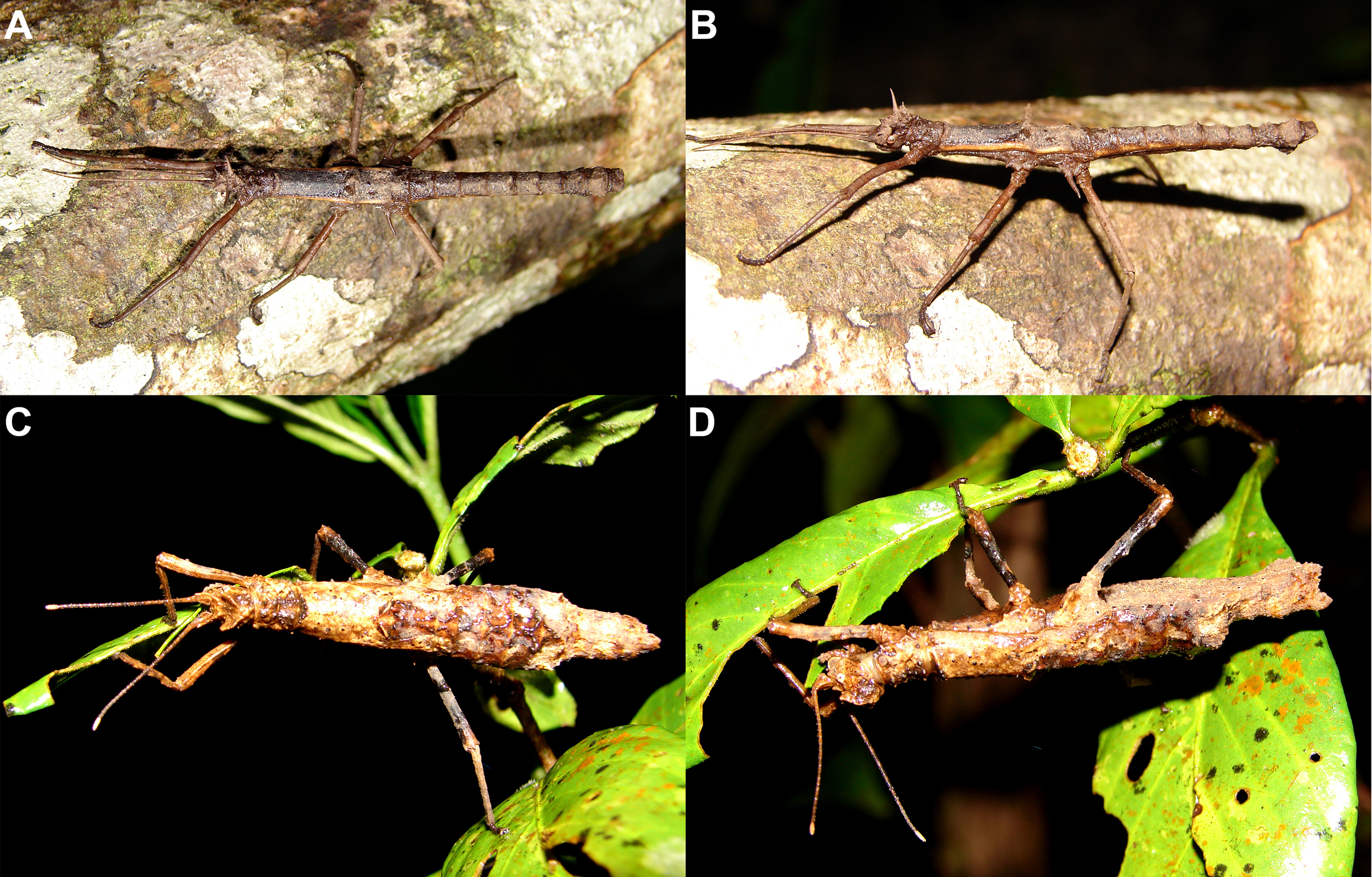 Orestes botot Bresseel & Constant, 2018: in nature. A–B, adult male, Bidoup Nui Ba, 21.VII.2014. C–D, adult female, same data. (Otu).