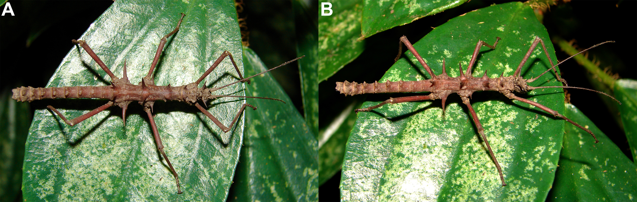 Orestes diabolicus Bresseel & Constant, 2018: in nature. A–B, adult male Bidoup Nui-Ba N.P., 25.VII.2014. (Otu).