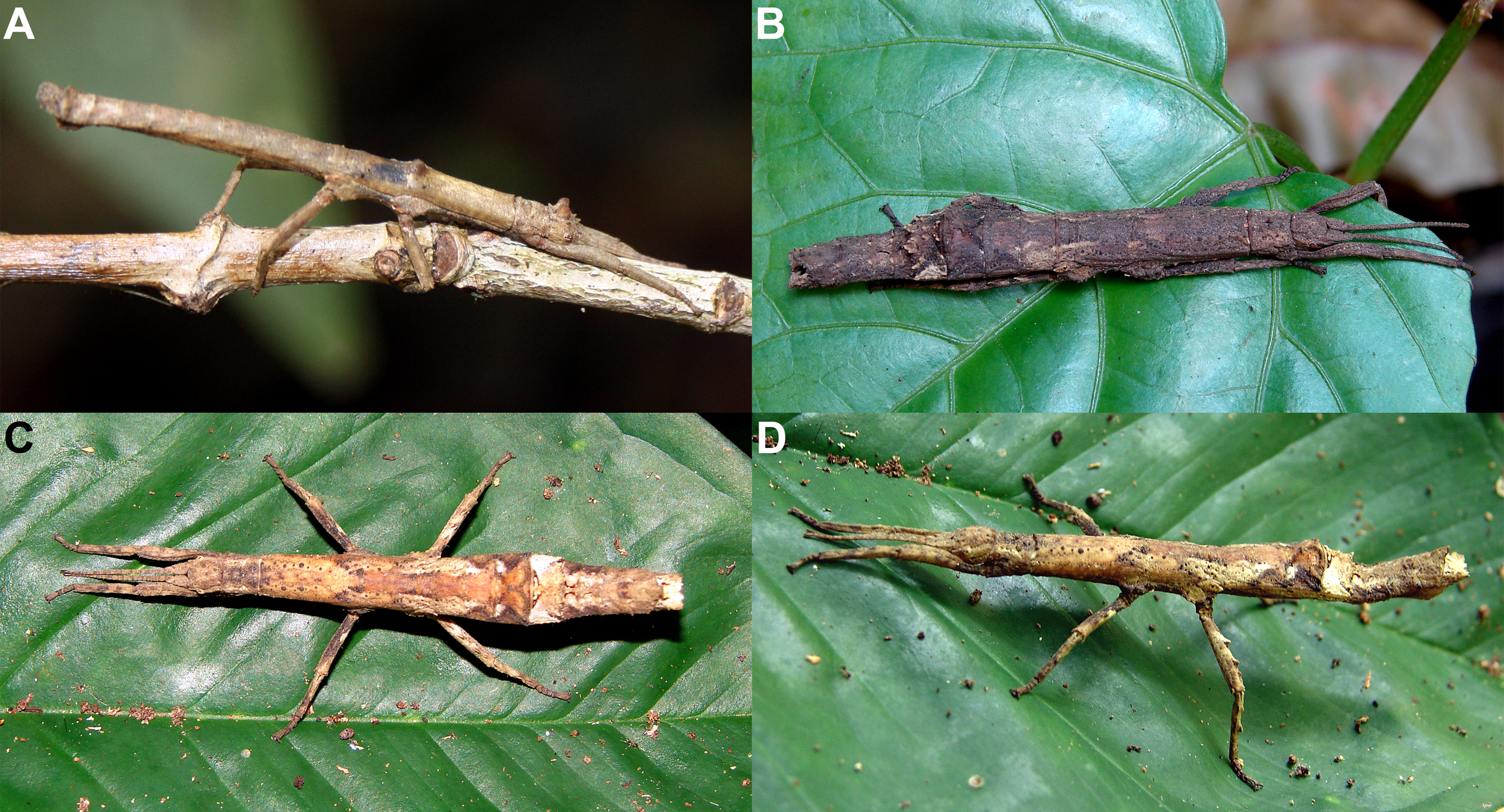 Orestes draegeri Bresseel & Constant, 2018: in nature, A, adult male, Dong Nai Biosphere Reserve, 30.VI.2012. B, adult female, same data. C–D, adult female Cat Tien N.P., 8.VII.2012. (Otu).