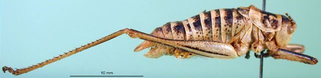 CollectionObject 1502517; cbb18e5e-5612-475d-8798-028035614e22: male, lateral view (syntype of Isophya poltoratskii). (CollectionObject).