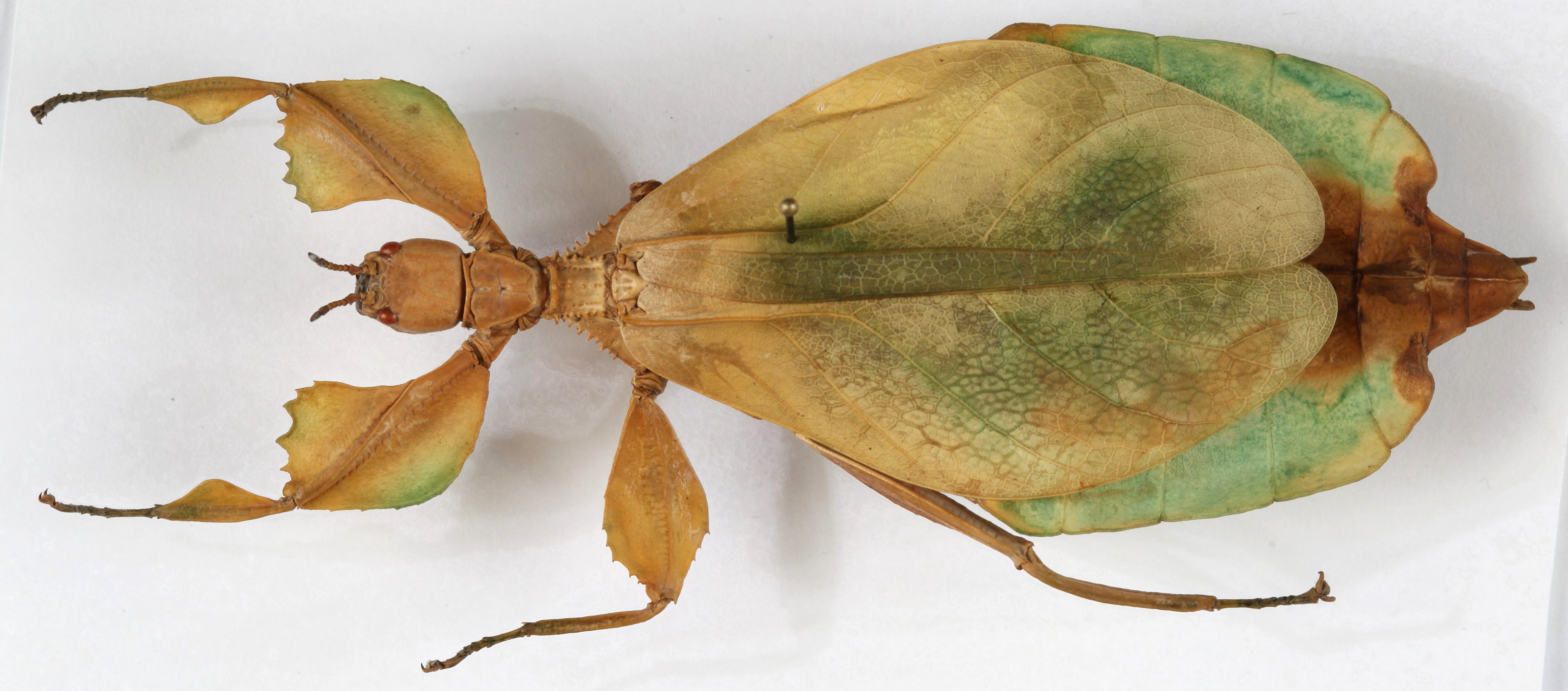 CollectionObject 1583623; Depo SF.DepoID 3768, Coll RC 17-015, fb9245b4-2cae-41eb-822a-8d701478cea6: copyright Montreal Insectarium Coll. female, dorsal view (holotype). (CollectionObject).