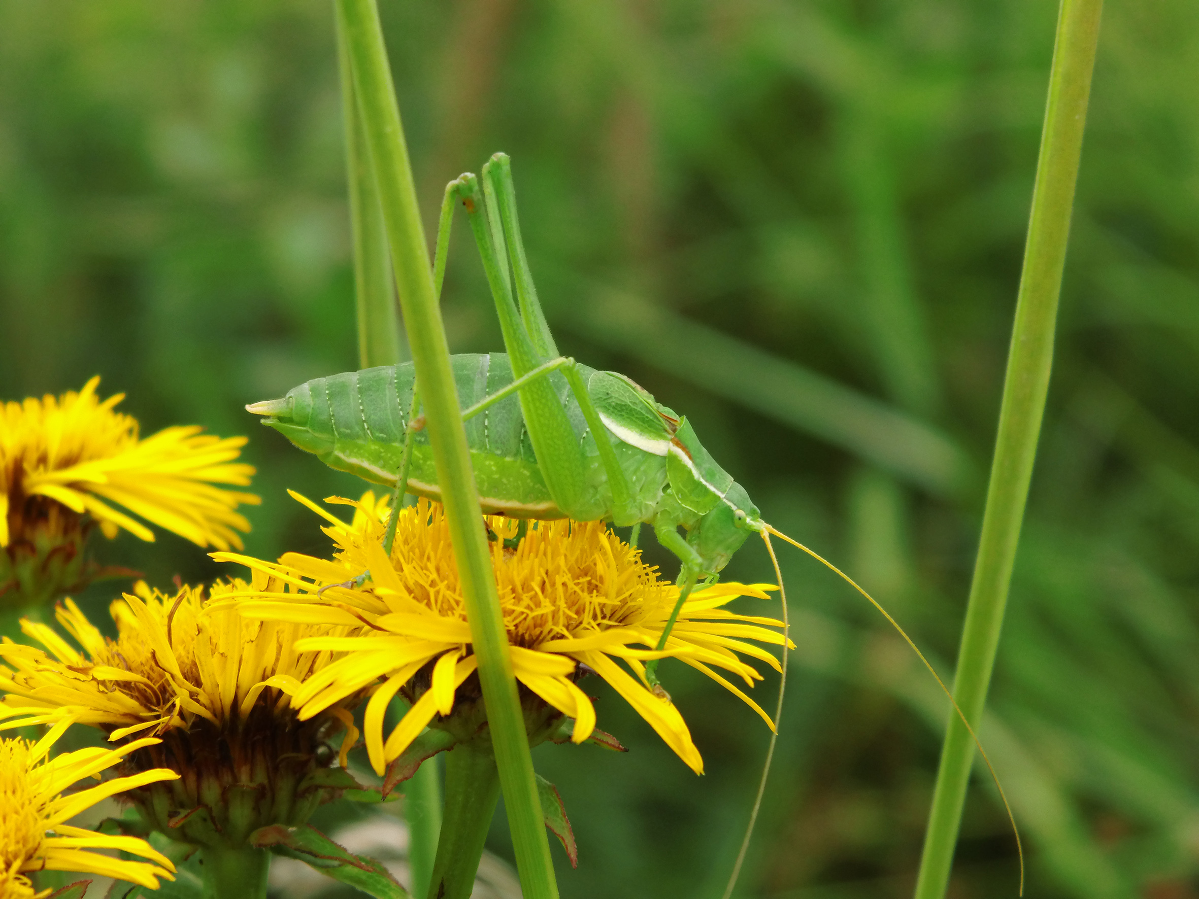 CollectionObject 1571990; 06019827-70be-424b-930e-90e21c4001cb: 2015. male. (CollectionObject).