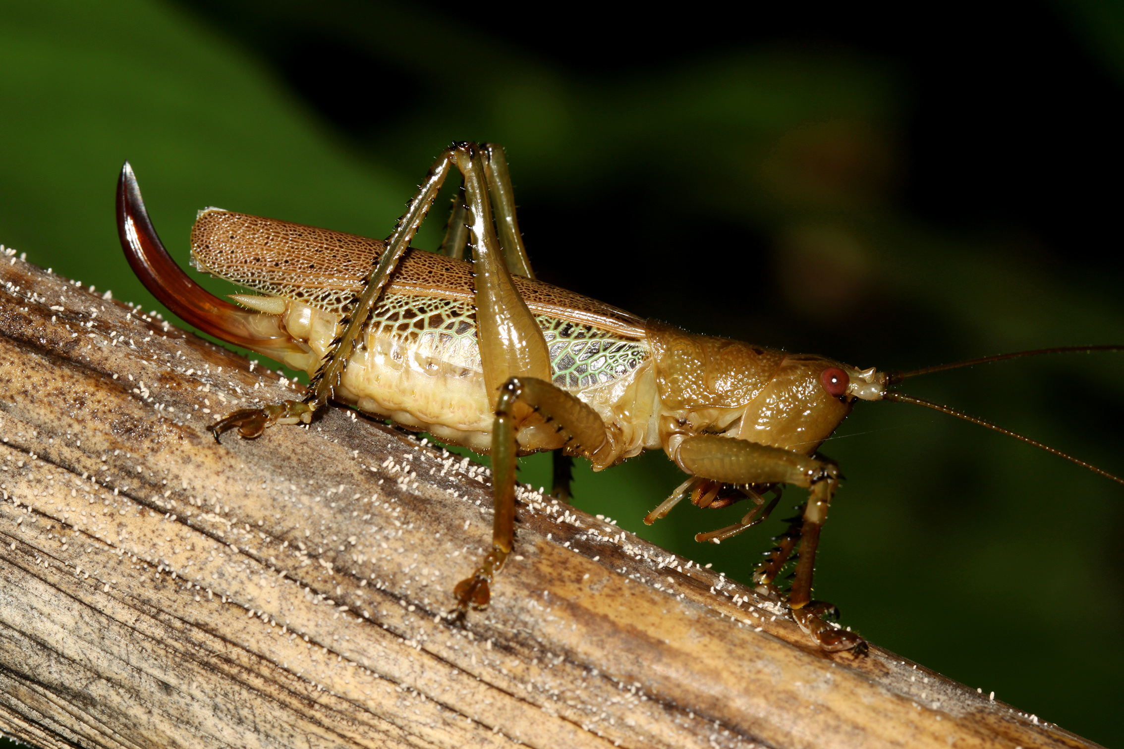 Salomona lumadae Tan, Baroga-Barbecho & Yap, 2018: female (Siargao Island, 16 October 2018). (Otu).