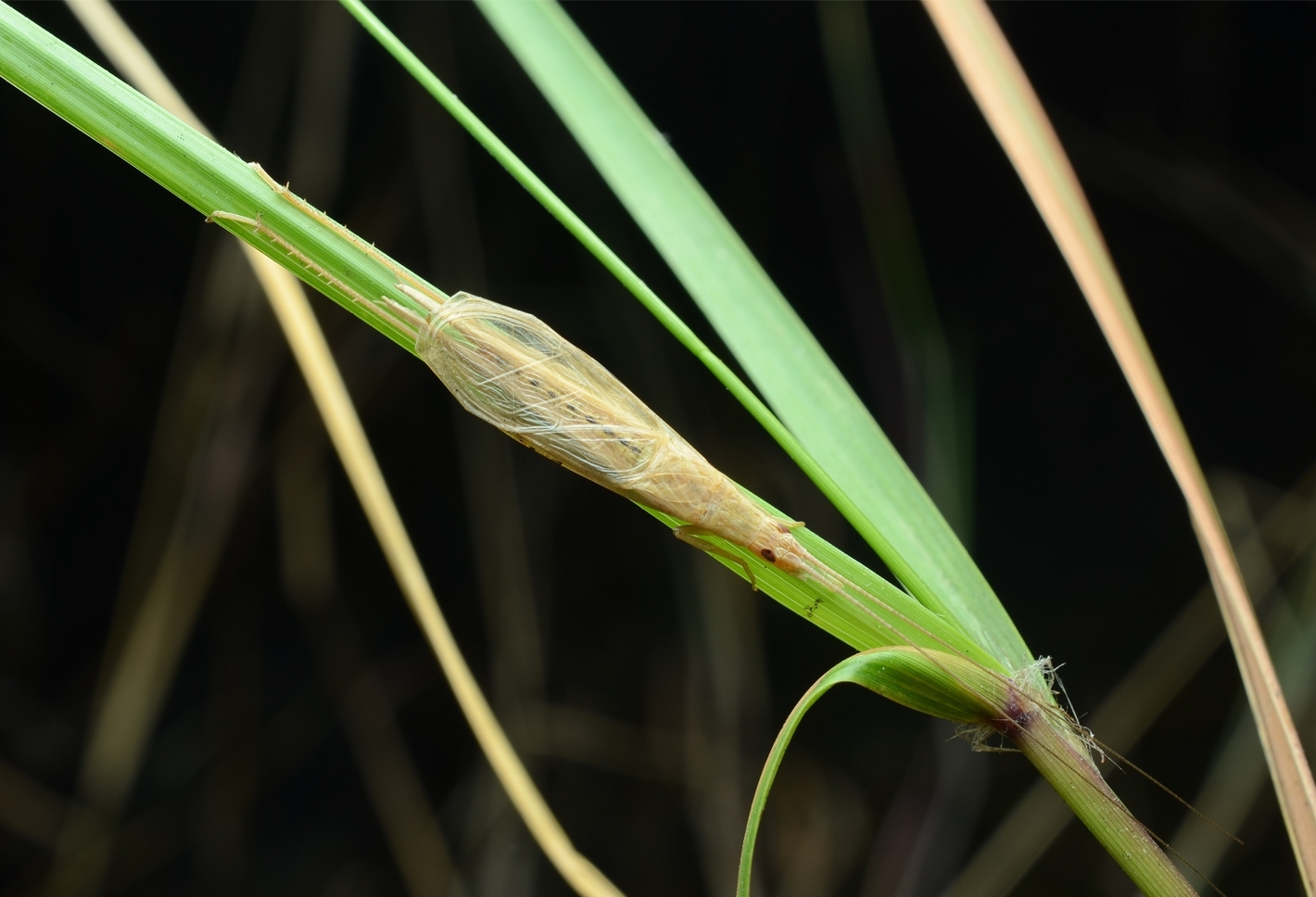 Oecanthus oceanicus He, 2018: male (Guangdong, Shenzhen). (Otu).