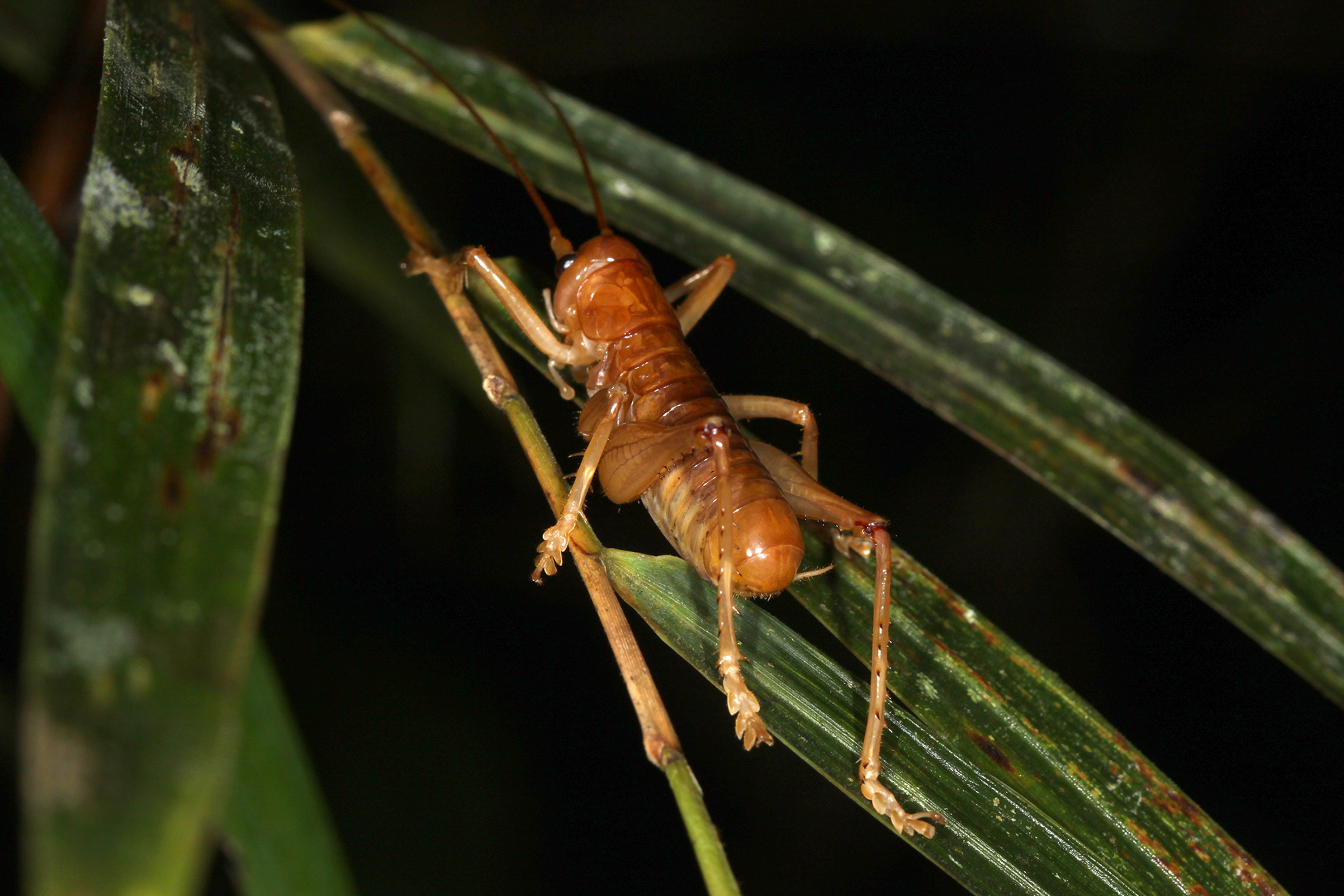 Monseremus appendiculatus Ingrisch, 2018: adult male. (Otu).