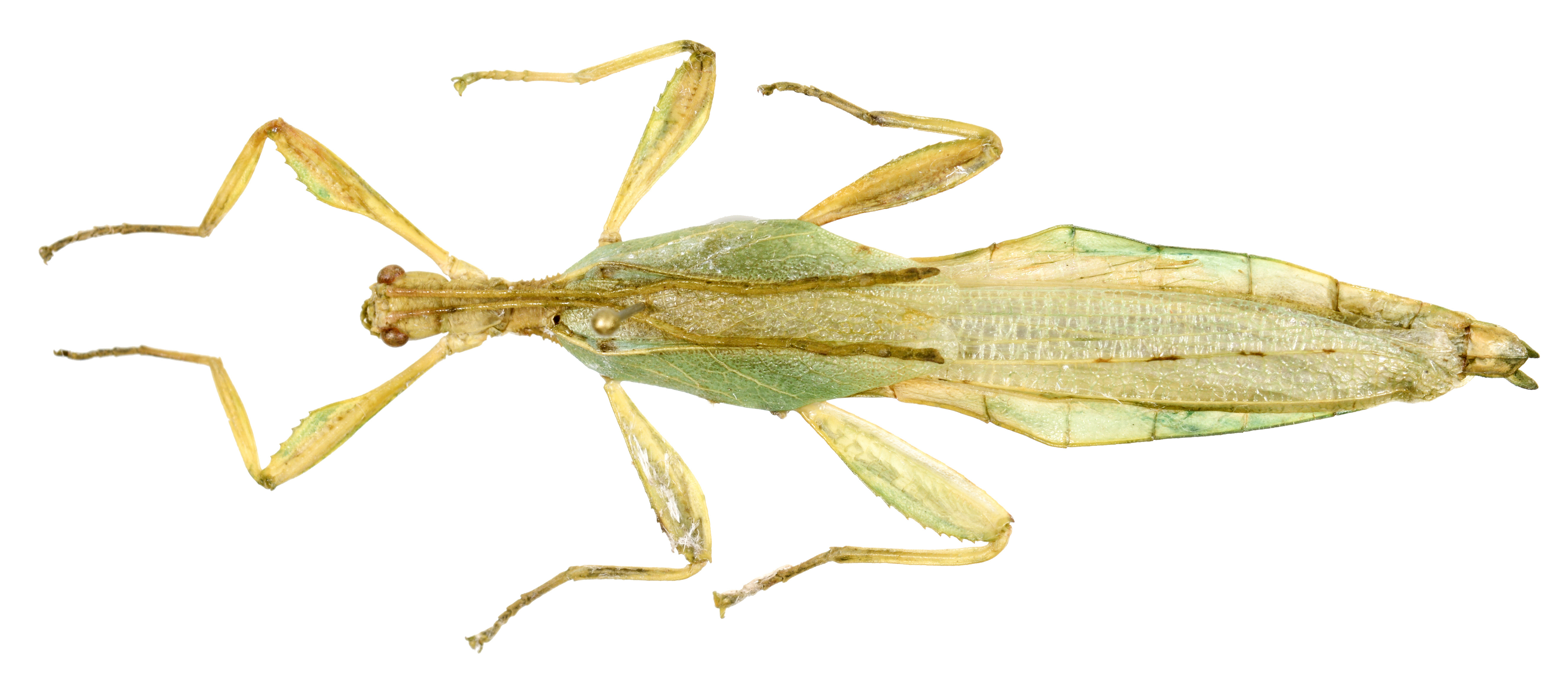 CollectionObject 1585716; 87d77e19-70fe-4d09-b495-c8fbec847cde: copyright ZSMC Munich. male, dorsal view (holotype). (CollectionObject).
