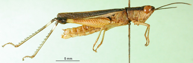 CollectionObject 1501288; 31b441fd-857e-441f-9dec-74ce9794da61: male, lateral view (holotype of Ceracris gracilis). (CollectionObject).