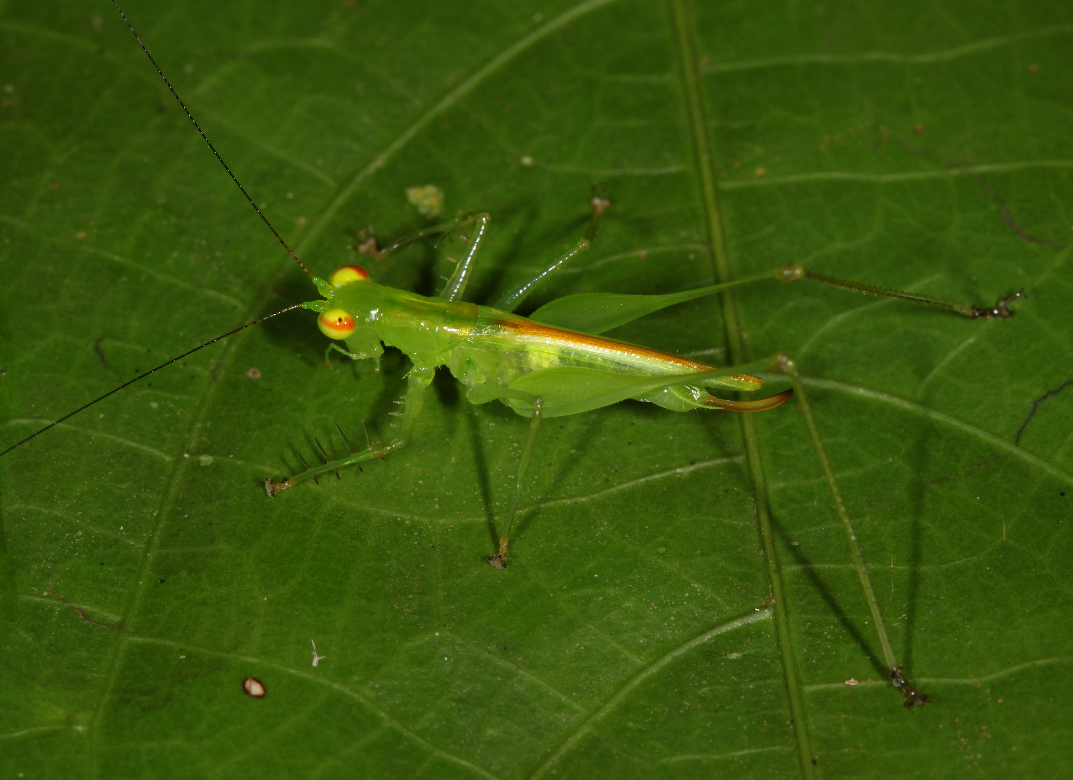 Asiophlugis legitima manukan Gorochov, 2019: Female, Sandakan, need males for verification. (Otu).