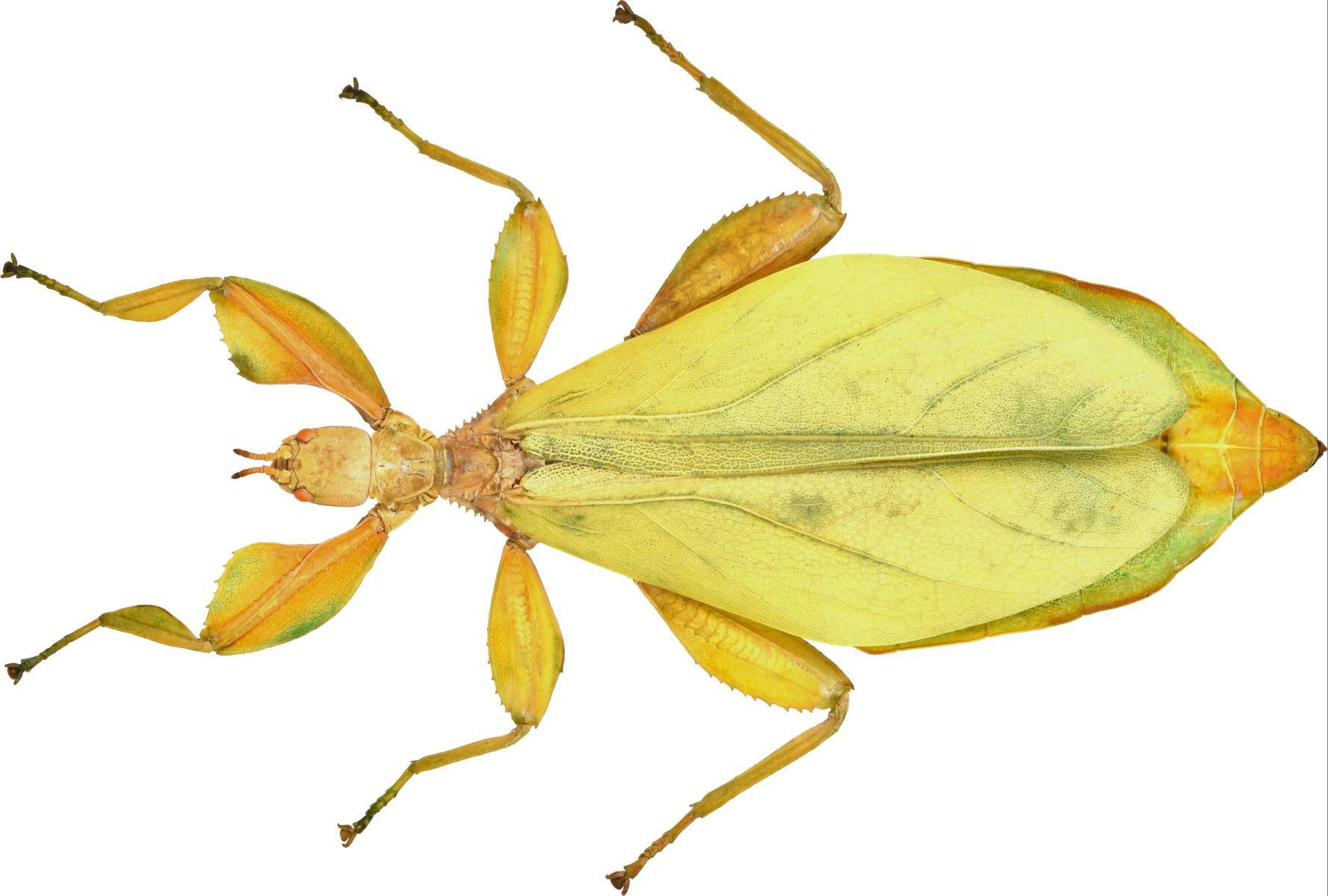 CollectionObject 1586482; 92dd25be-86b6-4562-9d3b-7f8bfd4968b9: copyright IMQC. female, dorsal view (holotype). (CollectionObject).