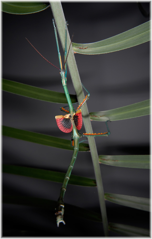 Achrioptera manga Glaw, Hawlitschek, Dunz, Goldberg & Bradler, 2019: copyright Moritz Grubemann. male, ex. culture stock, originally collected montagne des Francaise, near Antsiranana, North-Madagascar, by Frank Glaw. (Otu).