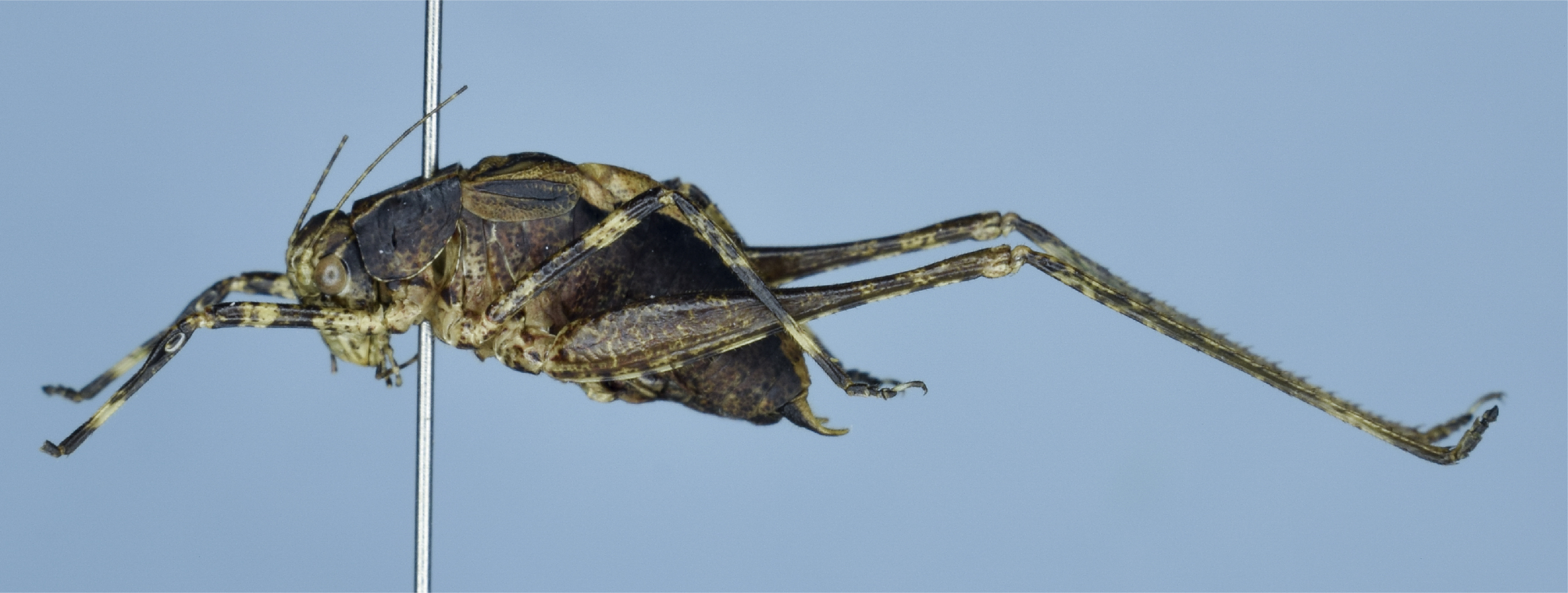 CollectionObject 1586814; 53243310-53ff-4705-81b4-7443cc161aa7: male, lateral view (holotype). (CollectionObject).