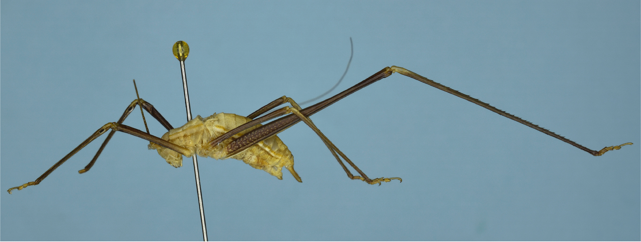 CollectionObject 1586815; f74f8912-622b-494e-968c-3b60bf4a1081: male, lateral view (holotype). (CollectionObject).