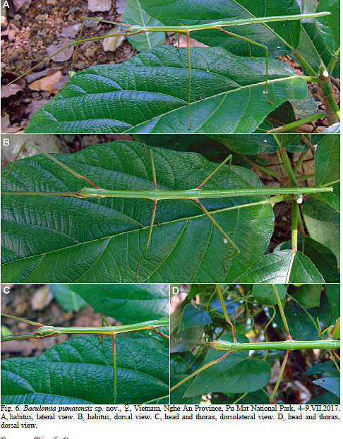 Baculomia Bresseel & Constant, 2019: from original publication. female of Baculomia pumatensis [TYPE SPECIES]. (Otu).