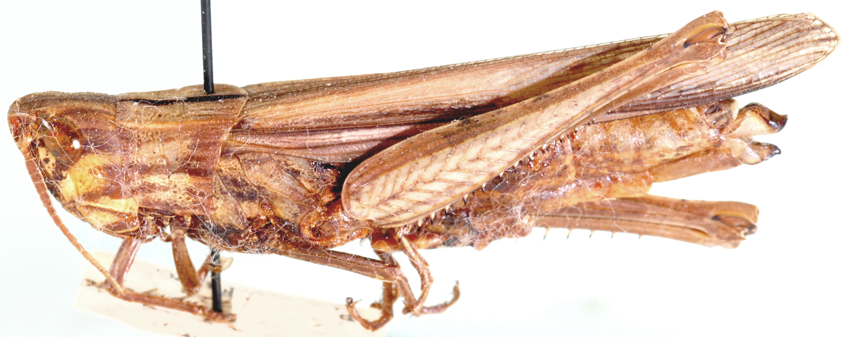 Duronia chloronota chloronota (Stål, 1876): female, lateral view. (Otu).