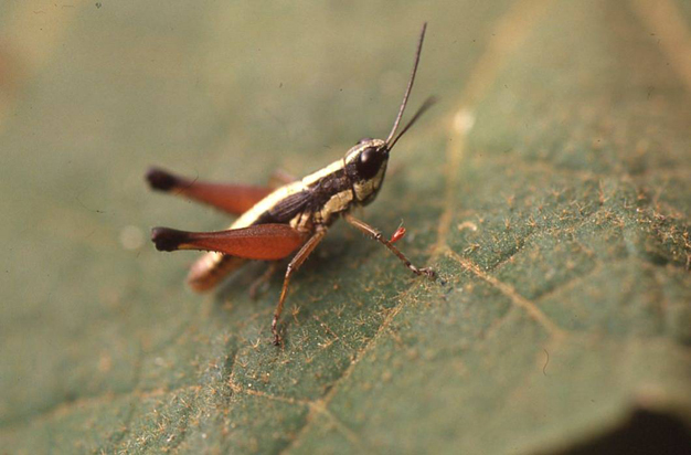 Gymnobothrus pullus pullus (Karny, 1917): Gymnobothroides pullus. (Otu).