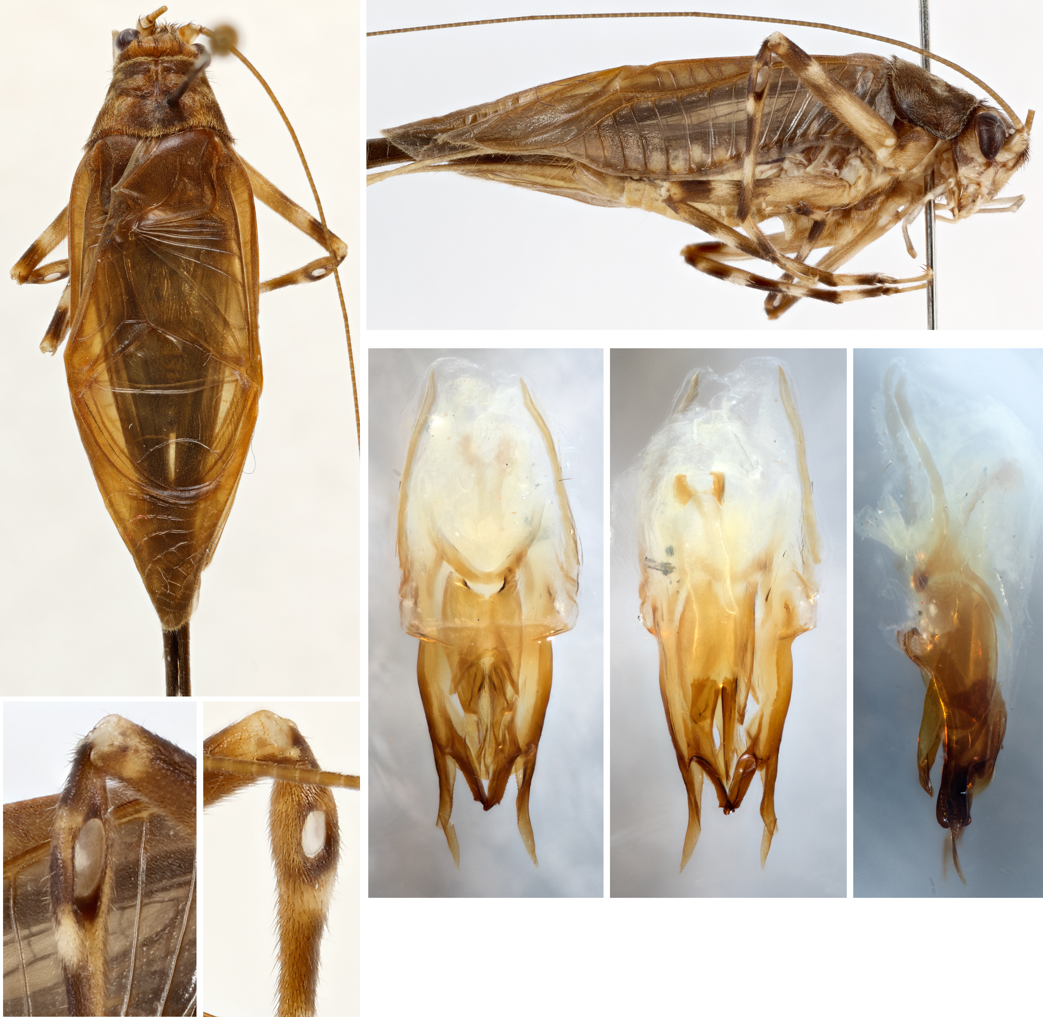 CollectionObject 1587959; ab63f8d3-62c5-4170-b82f-9615670b470c: male, dorsal and lateral view, tympana, and genitalia (holotype). (CollectionObject).