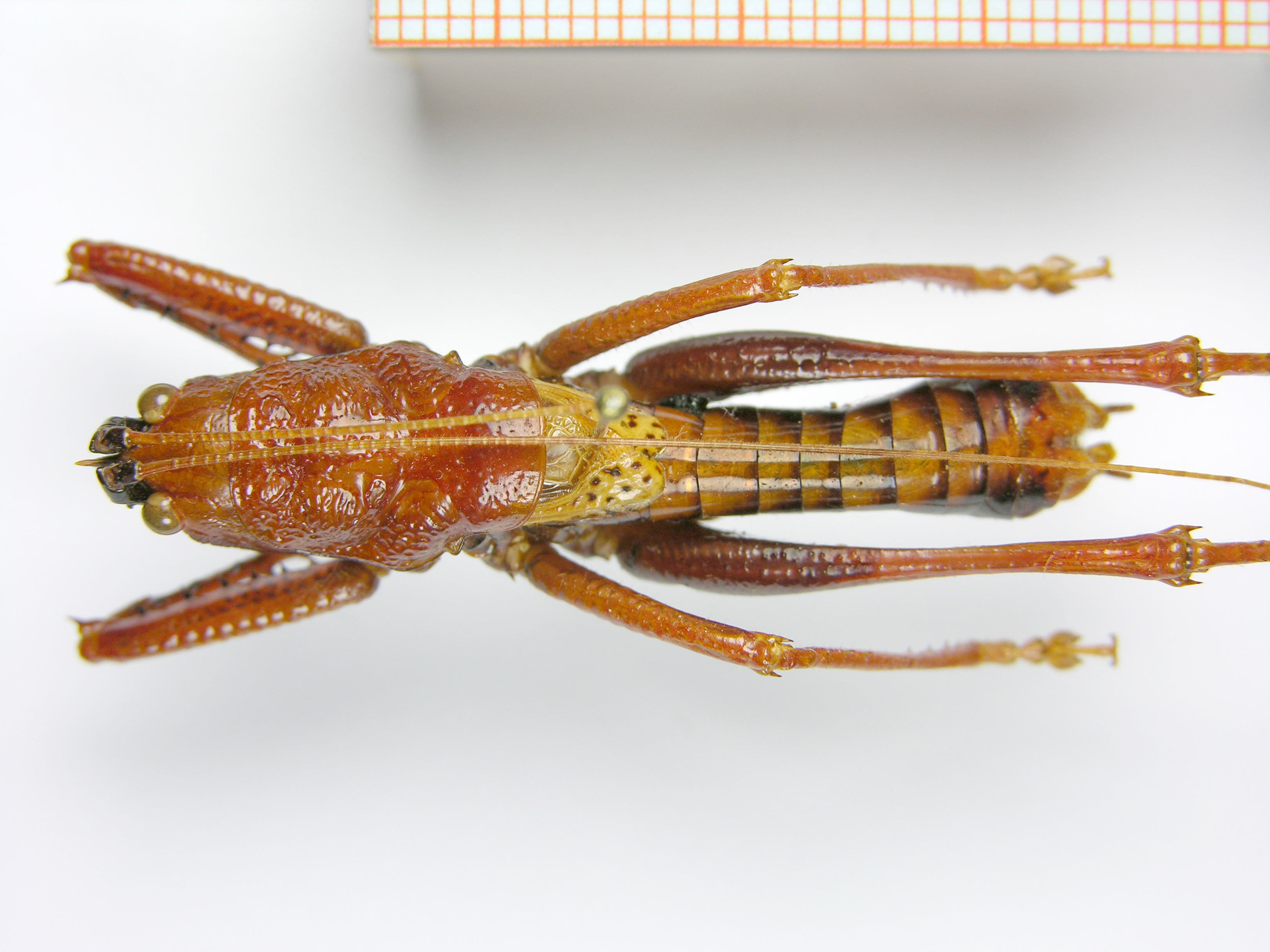 CollectionObject 1587976; c606a153-50be-4f57-9fdb-853a75123696: male holotype in dorsal view. (CollectionObject).