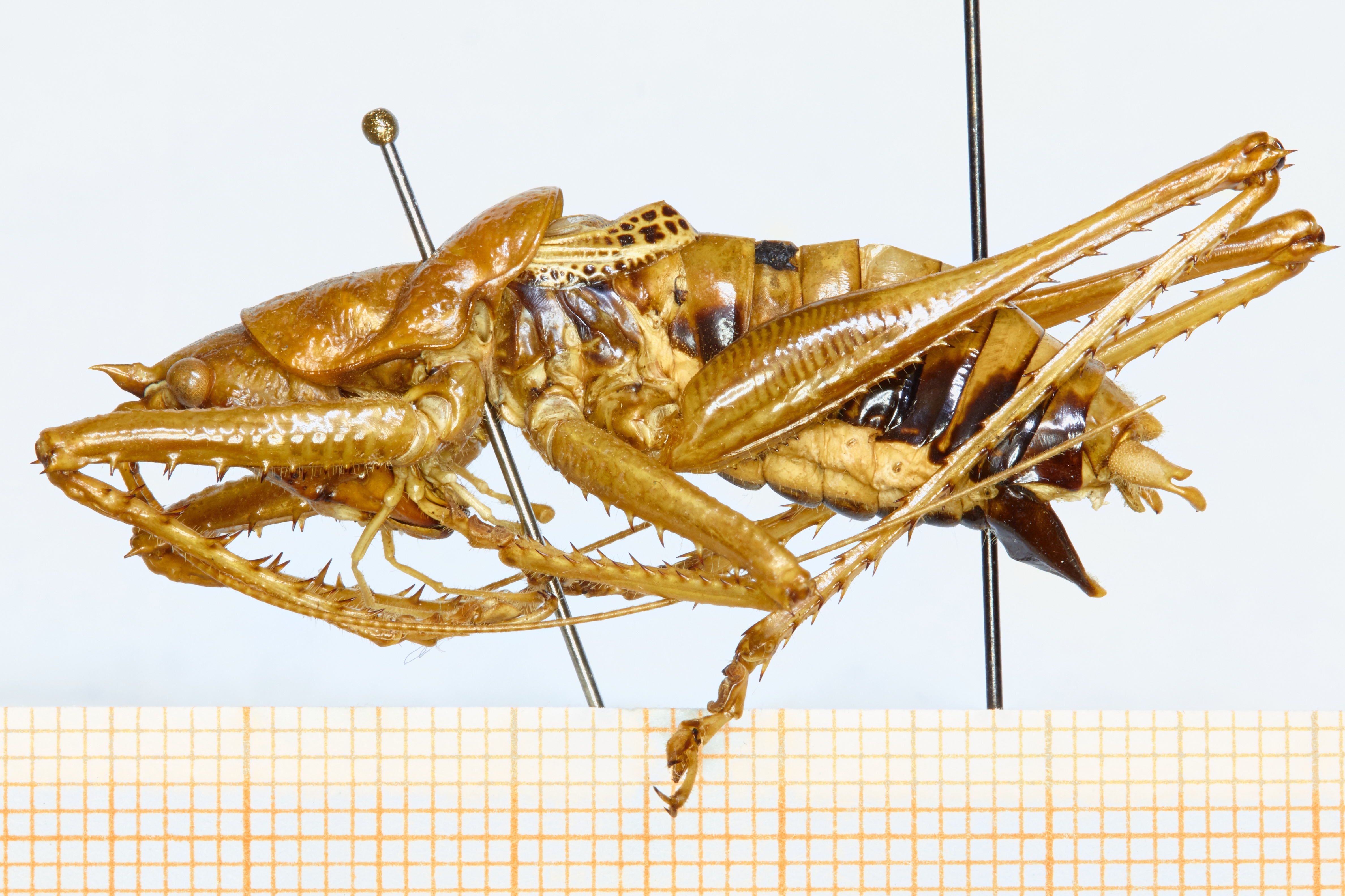 CollectionObject 1587985; e007eff4-1cb7-466e-b754-9fb5a2c43b76: habitus lateral view. (CollectionObject).