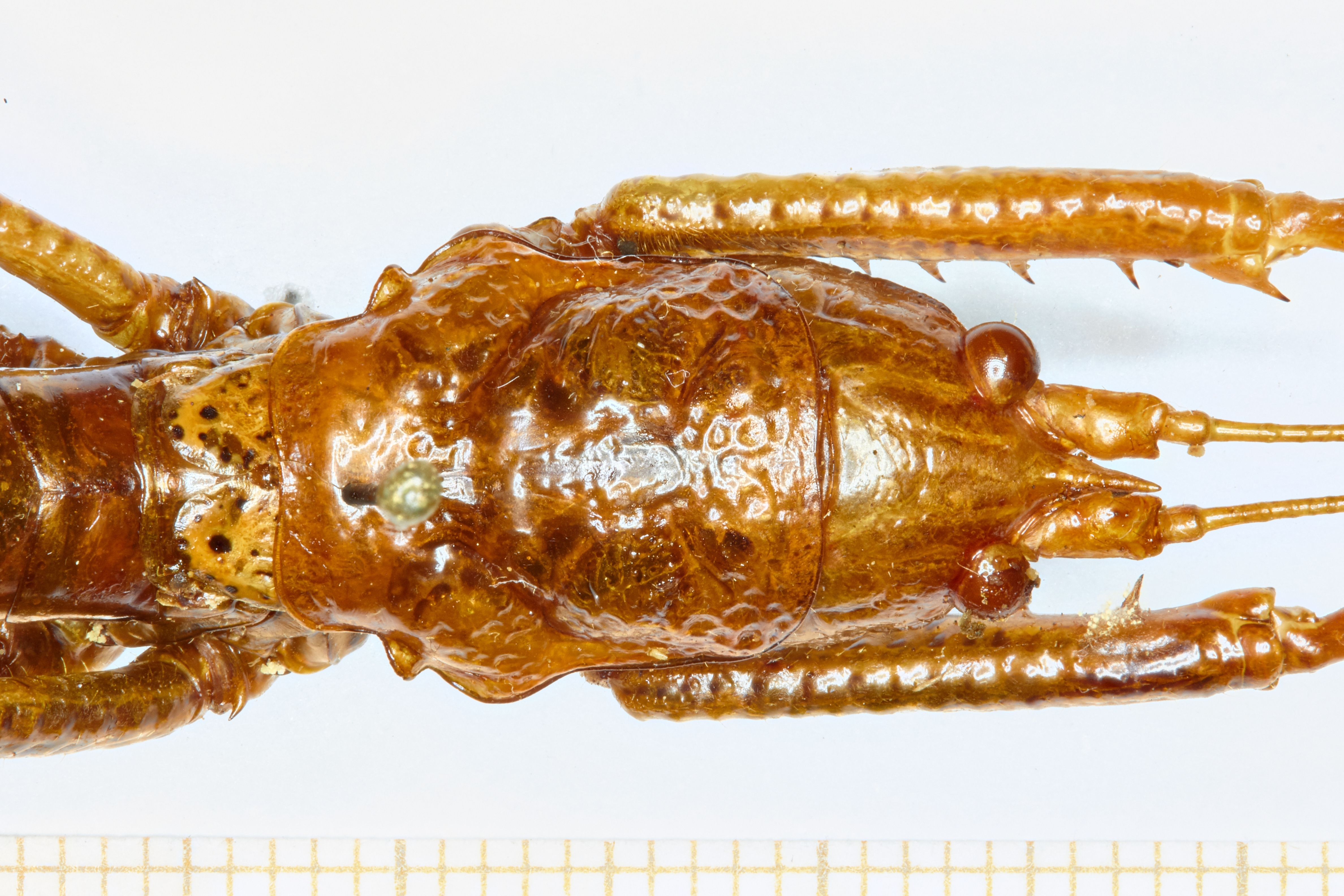 CollectionObject 1587986; 7210018a-9f4b-477e-ac10-694c04d742b4: head, pronotum and wings, dorsal view. (CollectionObject).