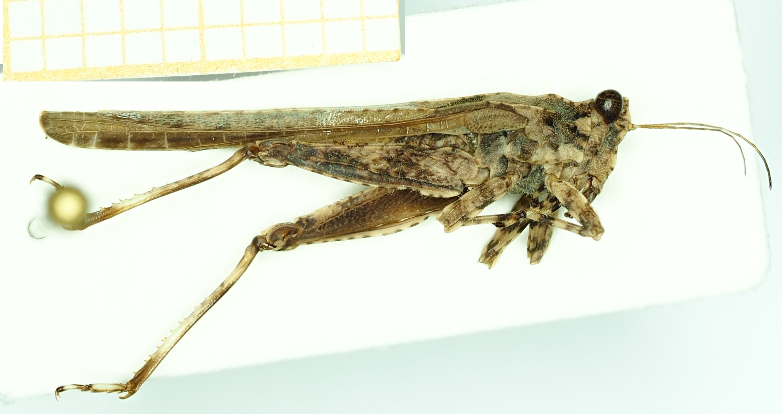 CollectionObject 1588078; ac1548b9-65b4-4af6-8881-c46c6ab09767: female, lateral view (holotype). (CollectionObject).