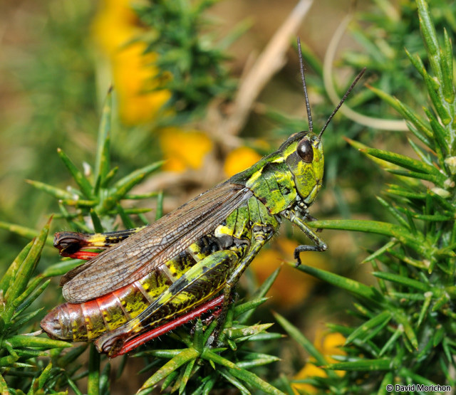 Chorthippus (Glyptobothrus) binotatus binotatus (Charpentier, 1825): female (Pyrénées-Atlantiques, Larrau, Col d'Erroymendi, 29 October 2009). (Otu).