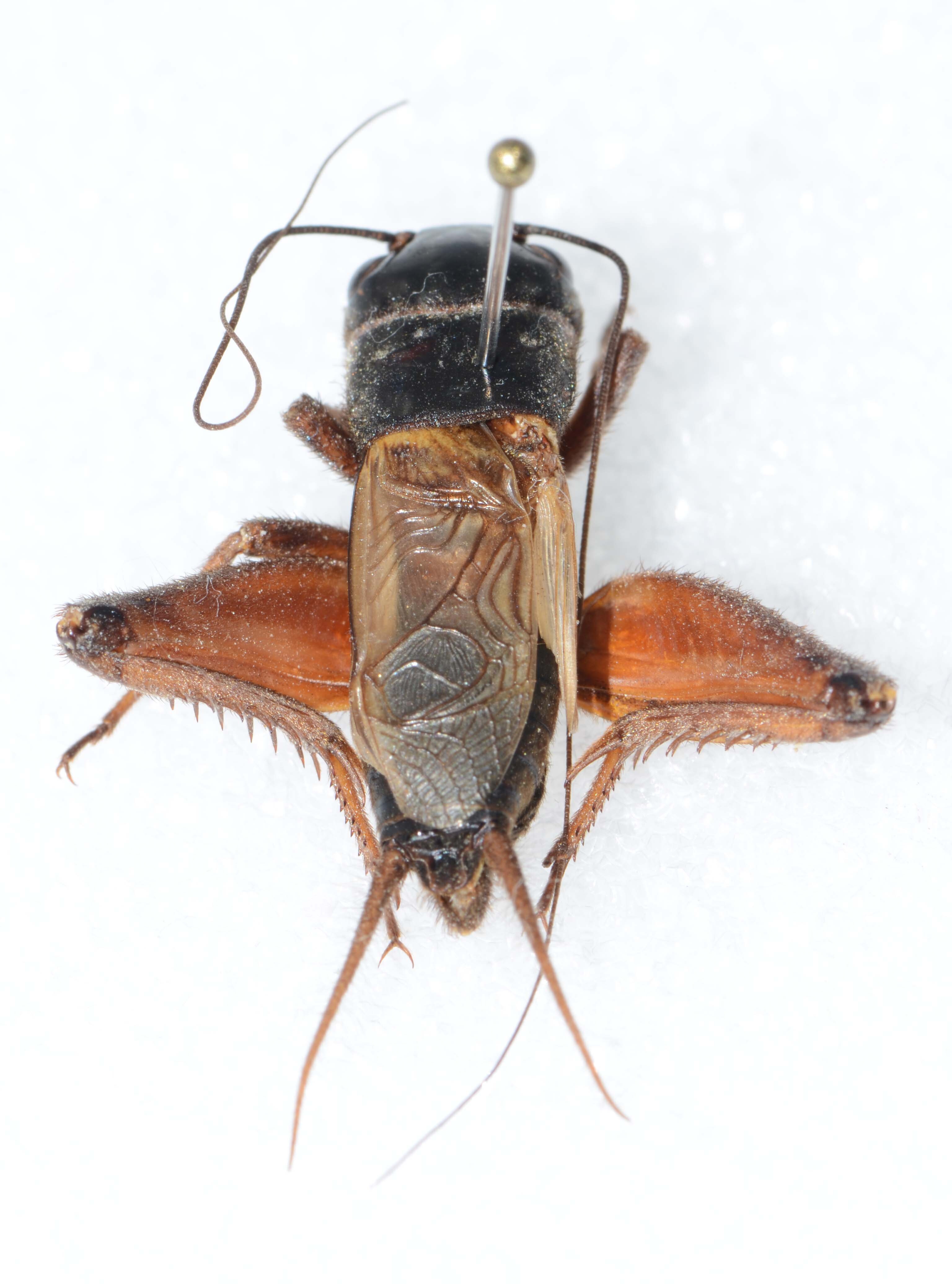 CollectionObject 1588796; 5c3d30c6-361f-43a0-88b8-ffb2fd15f3ac, CASENT 19270: male, dorsal view (holotype). (CollectionObject).