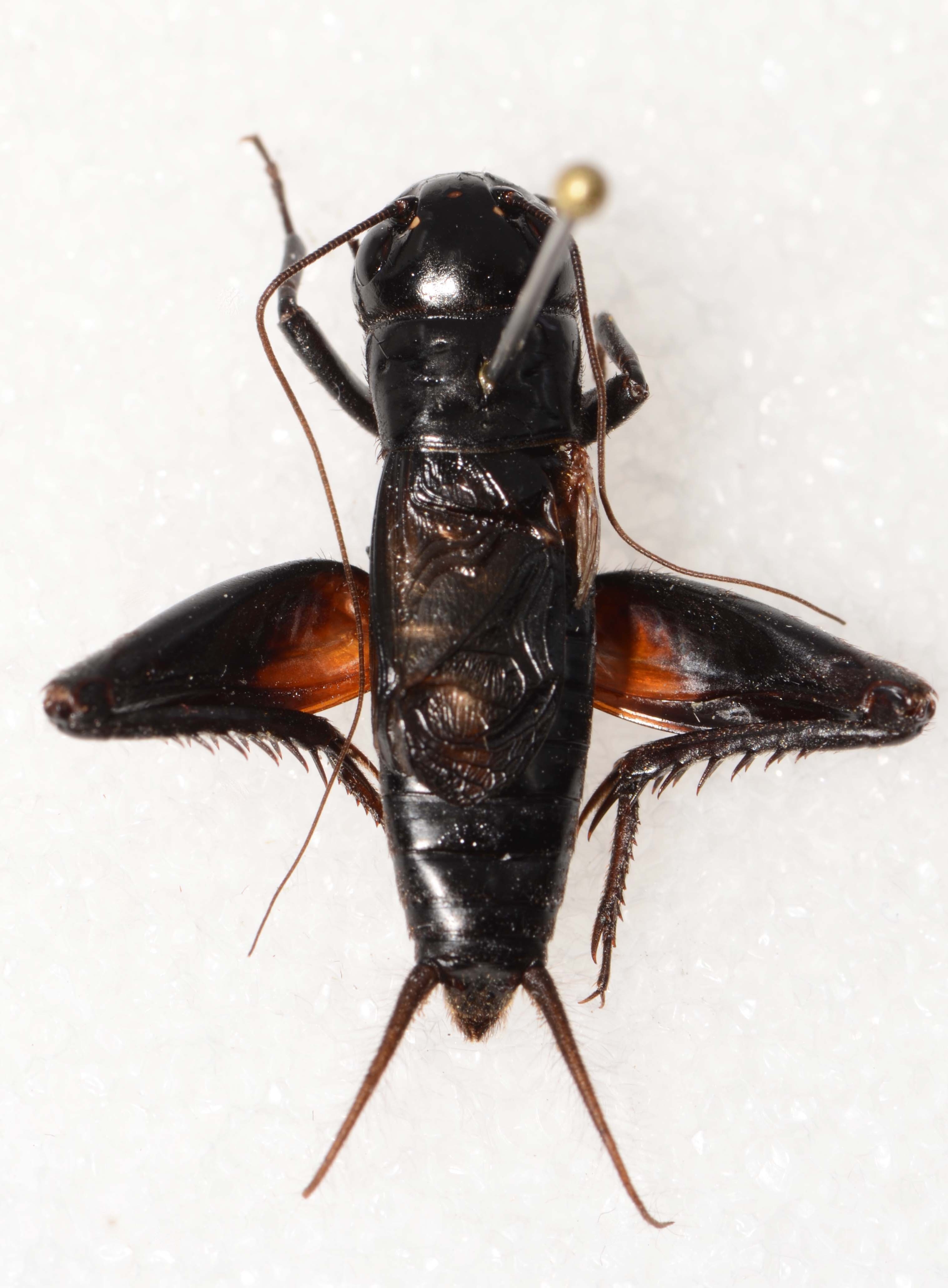 CollectionObject 1588800; 43abd56b-c79f-4fa3-a12d-2b9afee97230: male, dorsal view (holotype). (CollectionObject).