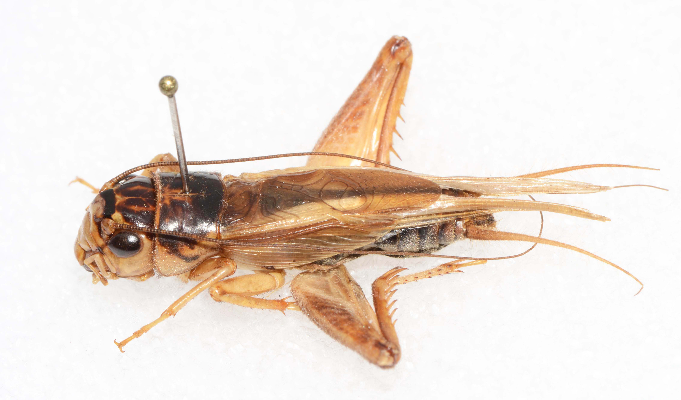 CollectionObject 1588802; CASENT 19271, d1e2fd8b-e5e7-41cd-8346-812063867645: male, lateral view (holotype). (CollectionObject).