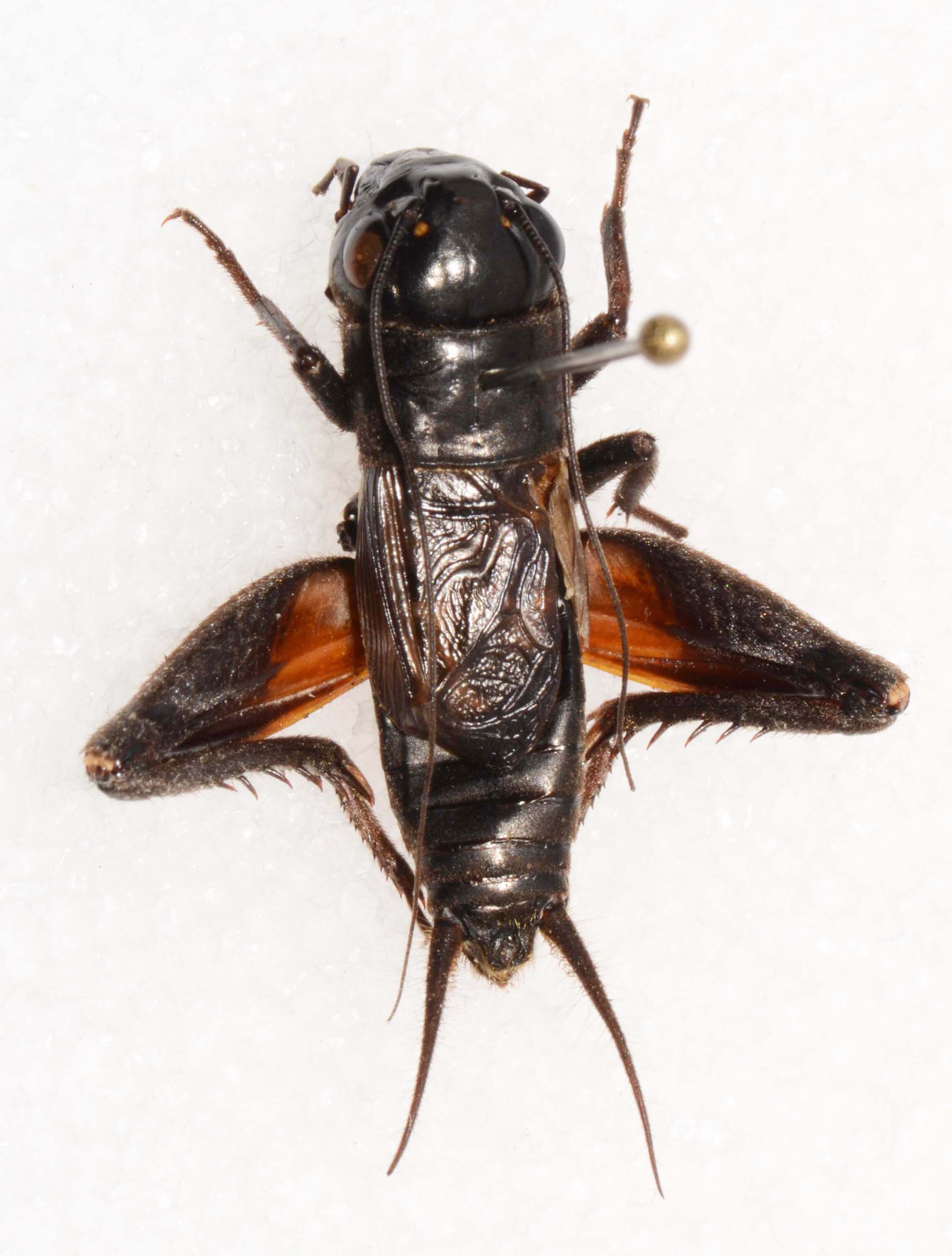 CollectionObject 1588805; 0f9537ac-629d-4078-a30e-b5ee6f7c2bcf, CASENT 19276: male, dorsal view (holotype). (CollectionObject).