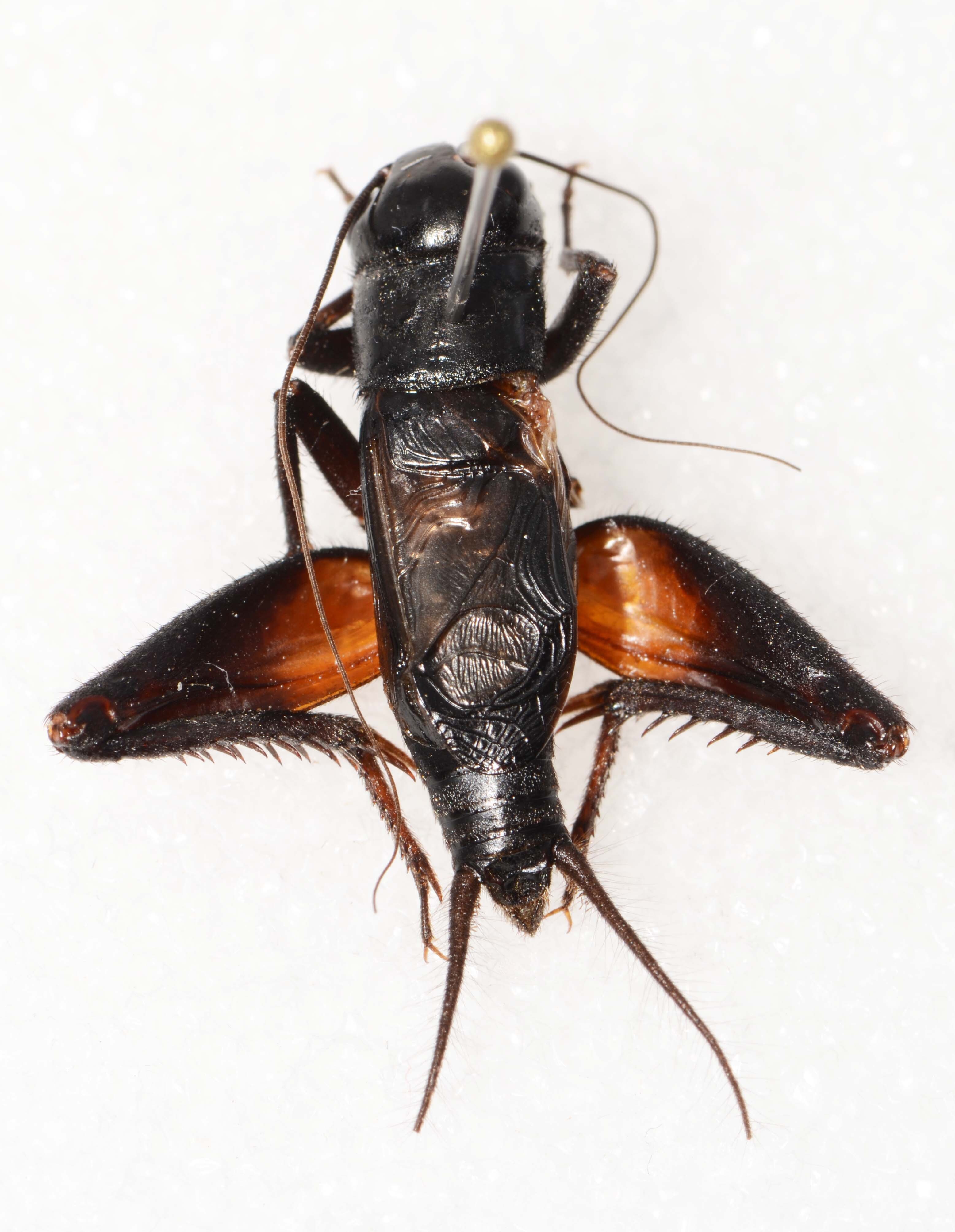 CollectionObject 1588809; da9378ea-fff5-4673-b49a-5fa43e42981b, CASENT 19279: male, dorsal view (holotype). (CollectionObject).