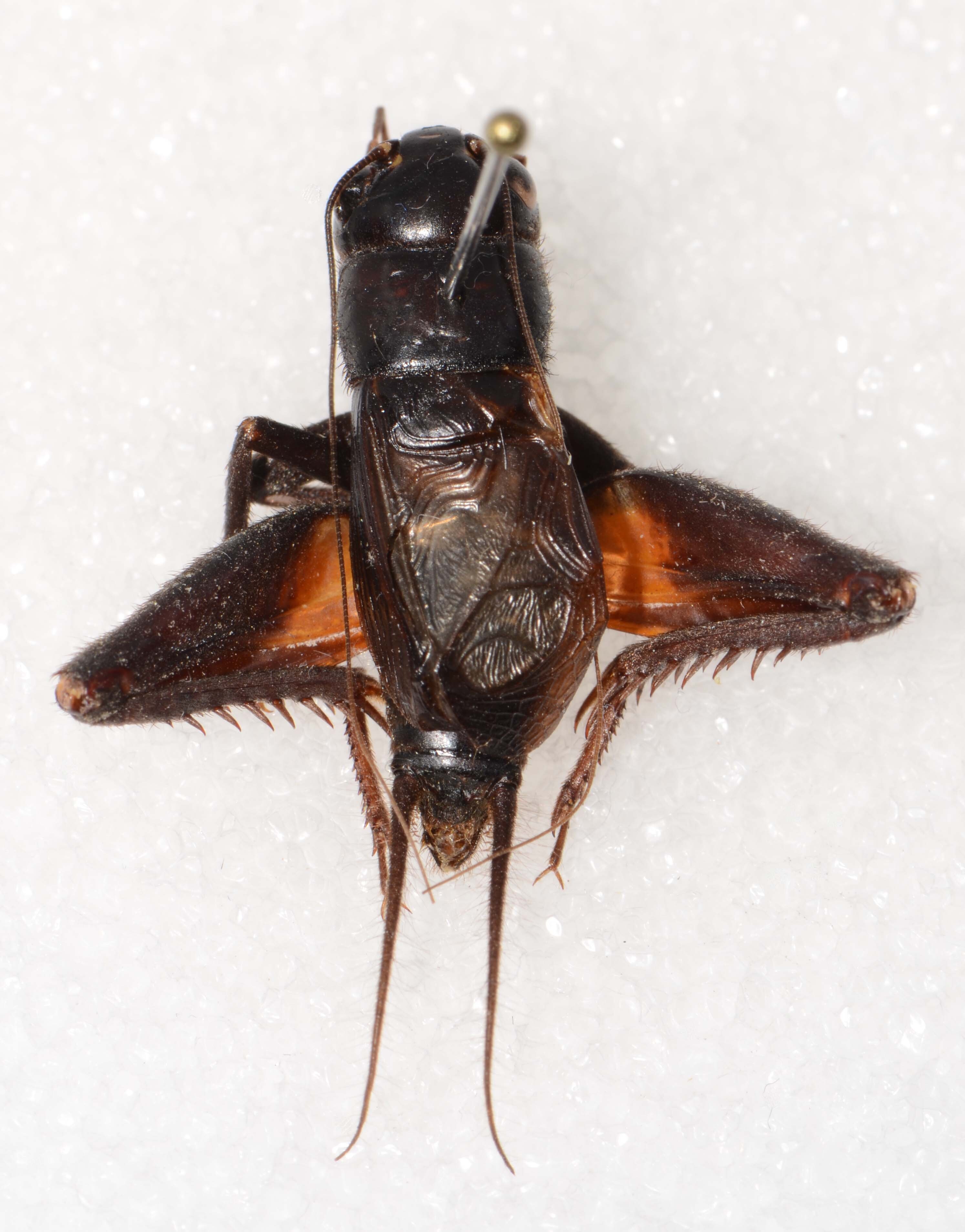 CollectionObject 1588810; CASENT 19273, df71827a-6456-45e8-a9cf-1aa0ec14e6b0: male, dorsal view (holotype). (CollectionObject).