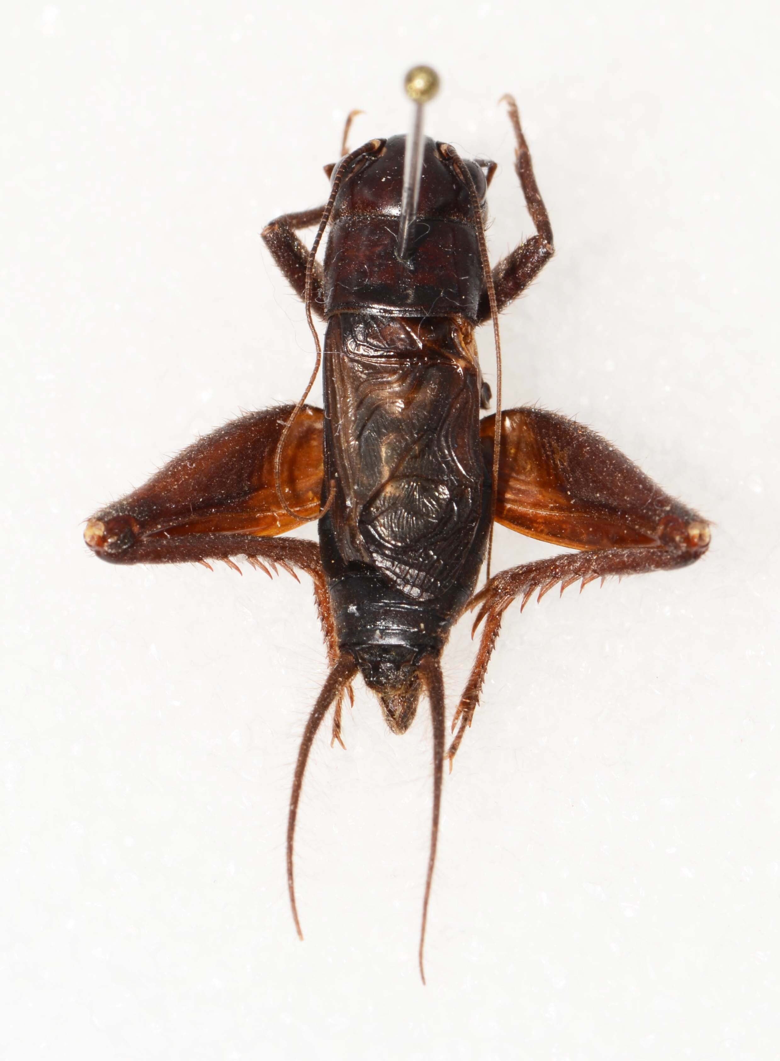 CollectionObject 1588813; a3ff79a0-5756-4ac2-833b-e8938fa88bd6, CASENT 19275: male, dorsal view (holotype). (CollectionObject).