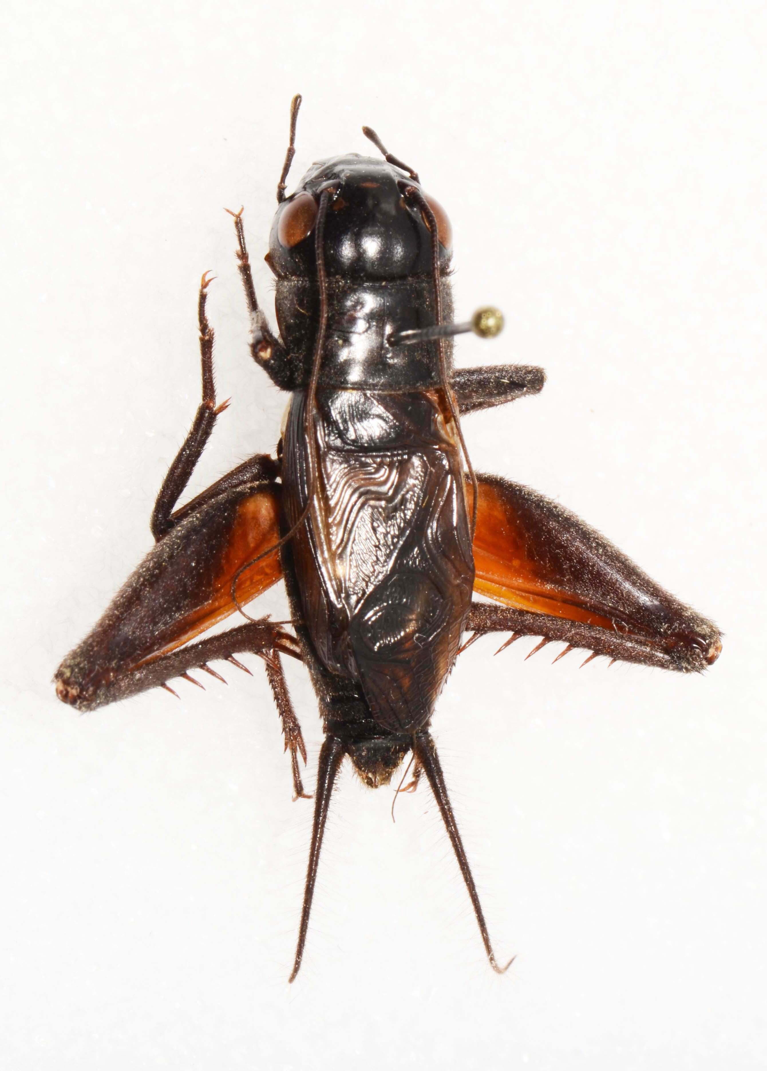 CollectionObject 1588815; 3a5a8c91-463f-46a0-8215-e6fc82749bf0, CASENT 19272: male, dorsal view (holotype). (CollectionObject).