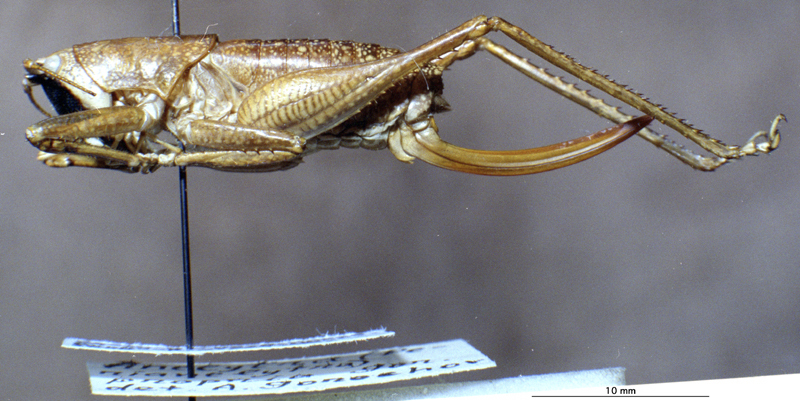 CollectionObject 1537864; 24a61d4b-5bea-4296-bb48-56b460d0af70: female, lateral view. (CollectionObject).