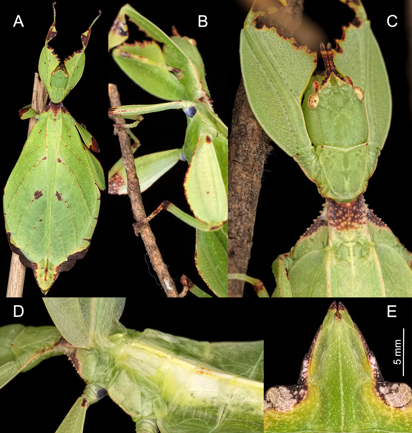 Phyllium nisus Cumming, Bank, Le Tirant & Bradler, 2020: copyright Bruno Kneubühler. Reared specimens. (Otu).