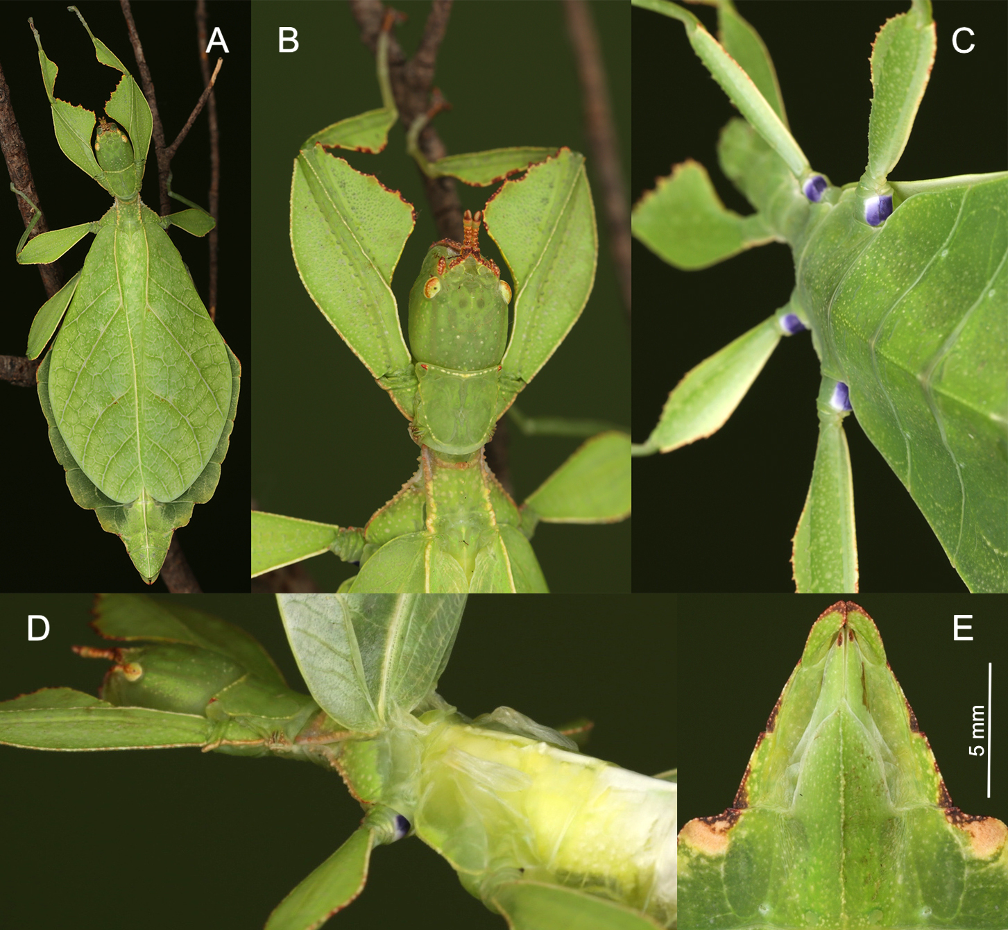 Phyllium gardabagusi Cumming, Bank, Le Tirant & Bradler, 2020: copyright Bruno Kneubühler. Reared specimens. (Otu).
