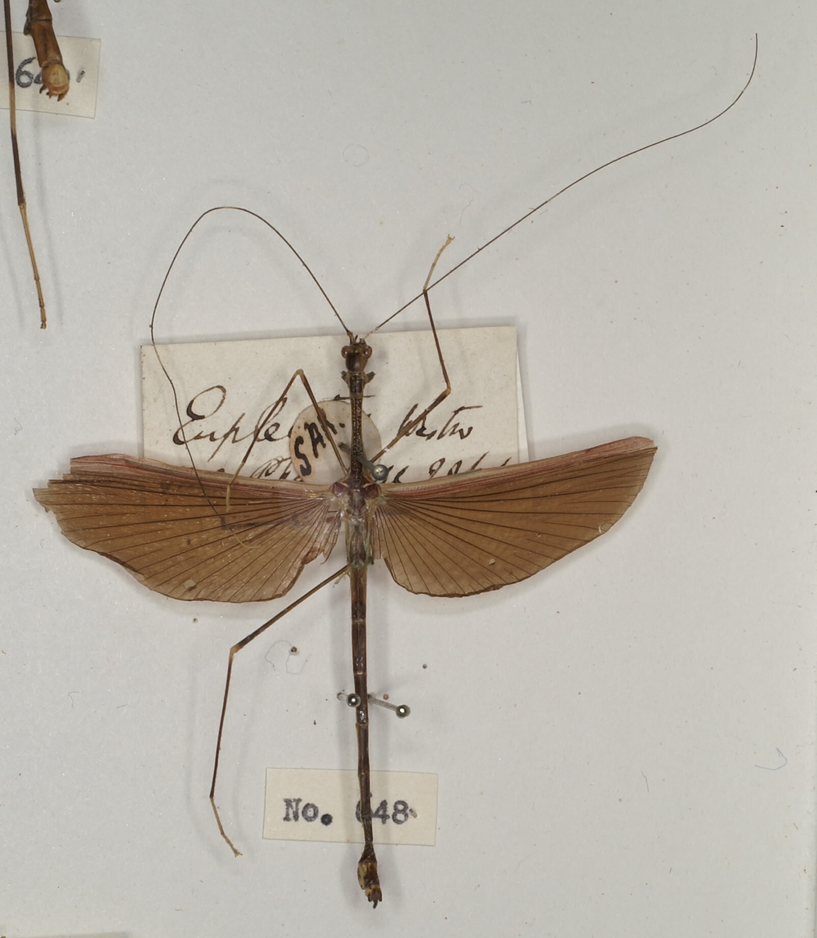 CollectionObject 1559668; e70602ff-800d-4997-bba6-2b38a3242b19: copyright OUMNH. male, dorsal view of synonym Necroscia euplectes (holotype). (CollectionObject).