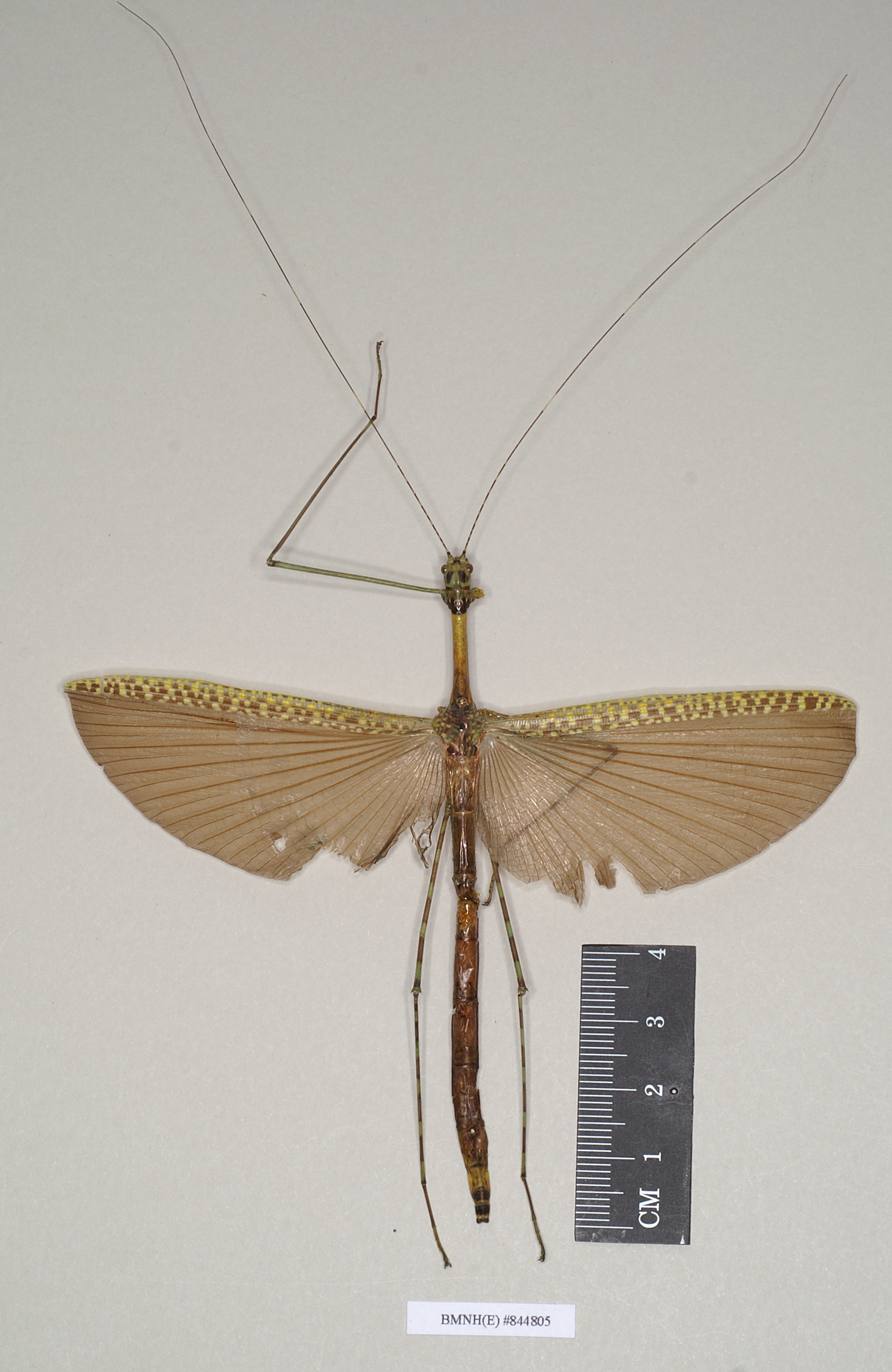 CollectionObject 1560620; NHMUK(SF IMPORT DUPLICATE) 844805, b5fc4dd4-f59c-4042-8a76-9e7ddc449c1b: copyright Natural History Museum, London. female of Orthonecroscia pulcherrima (holotype). (CollectionObject).