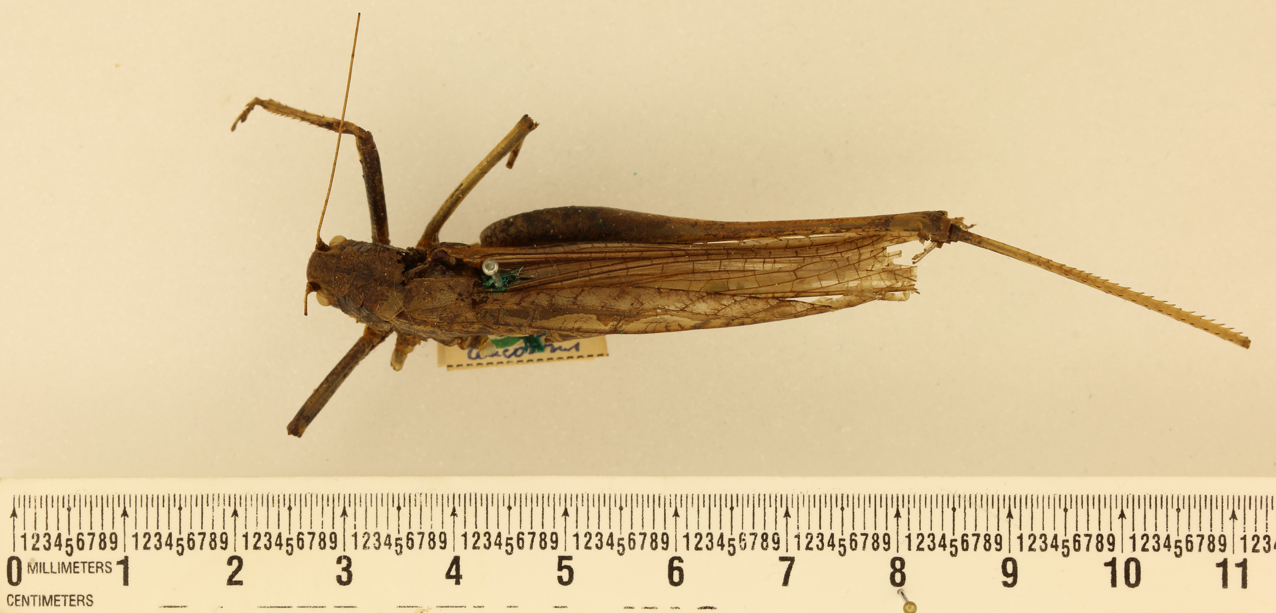 CollectionObject 1576927; 80682527-96ae-469d-8abb-f1943c5be5a8: female, dorsal view (holotype). (CollectionObject).